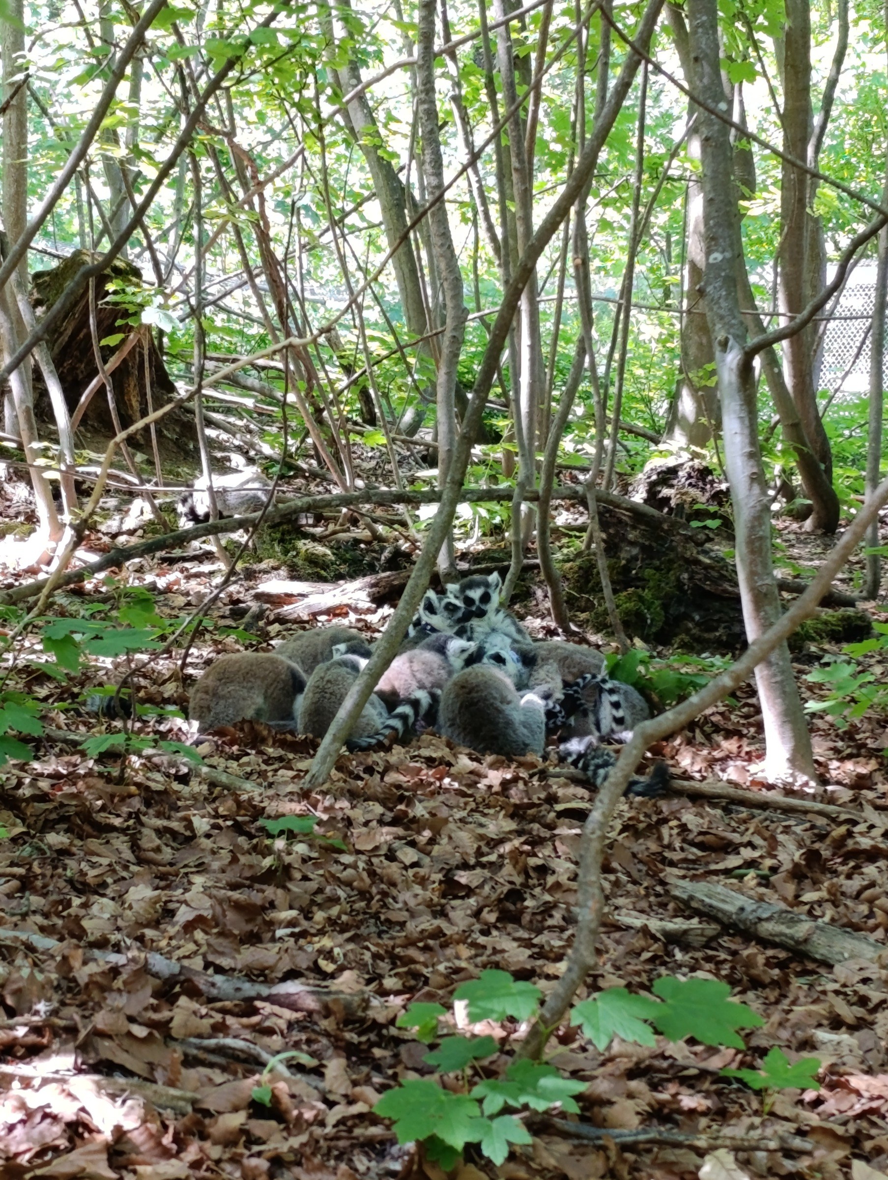 Affenwald Straußberg in Sondershausen – Ausflug mit Kindern, Foto 2