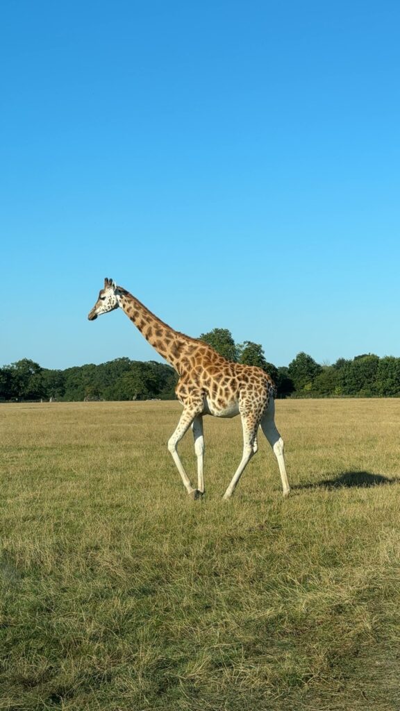 Knuthenborg Safari Park in Maribo