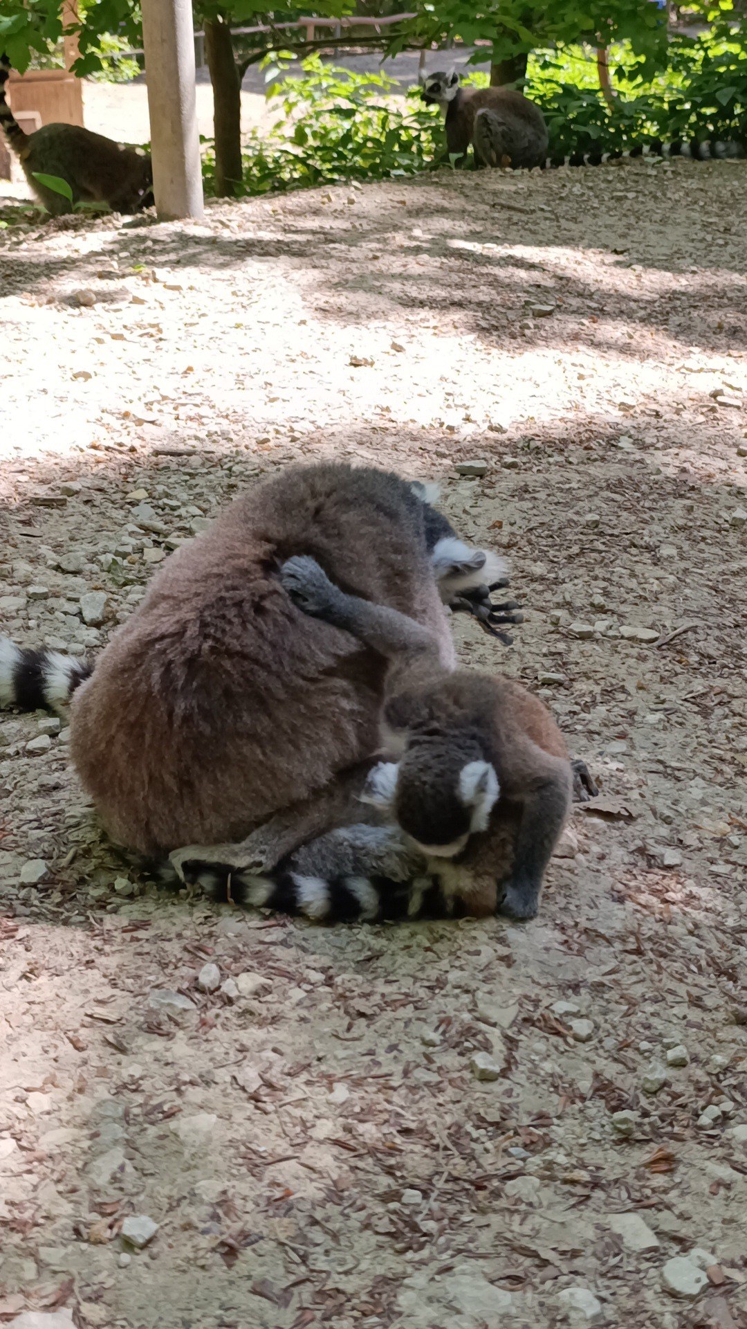 Affenwald Straußberg in Sondershausen – Ausflug mit Kindern, Foto 5