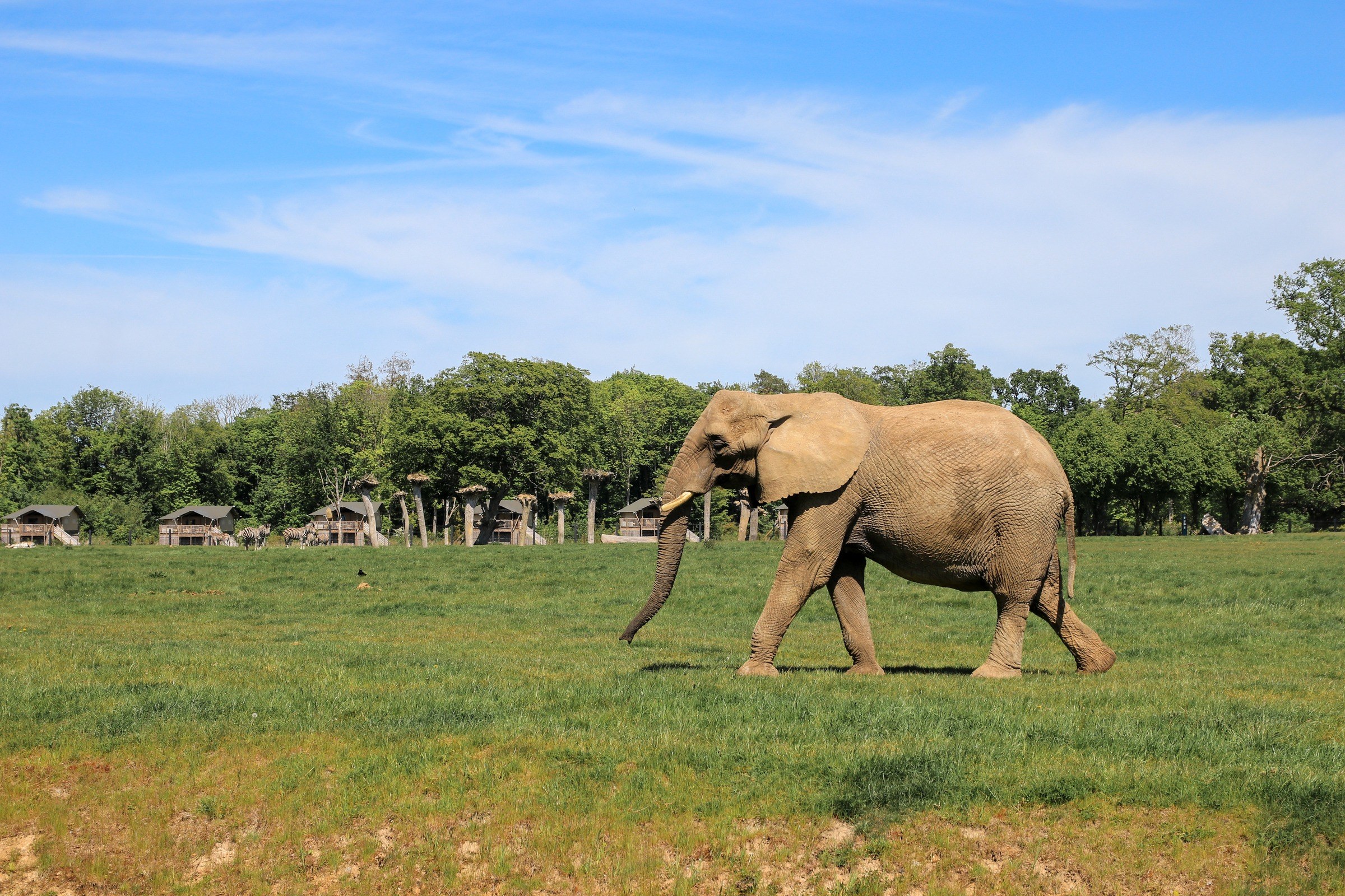 Knuthenborg Safari Park in Maribo – Ausflug mit Kindern, Foto 2