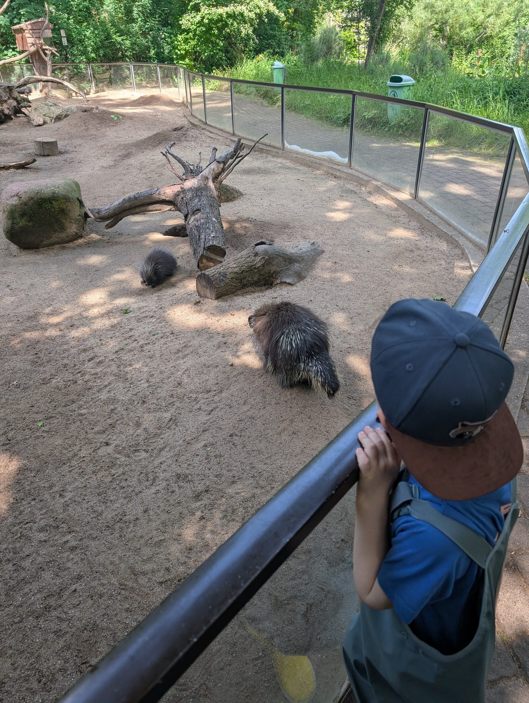 Zoo Magdeburg – Ausflug mit Kindern, Foto 3