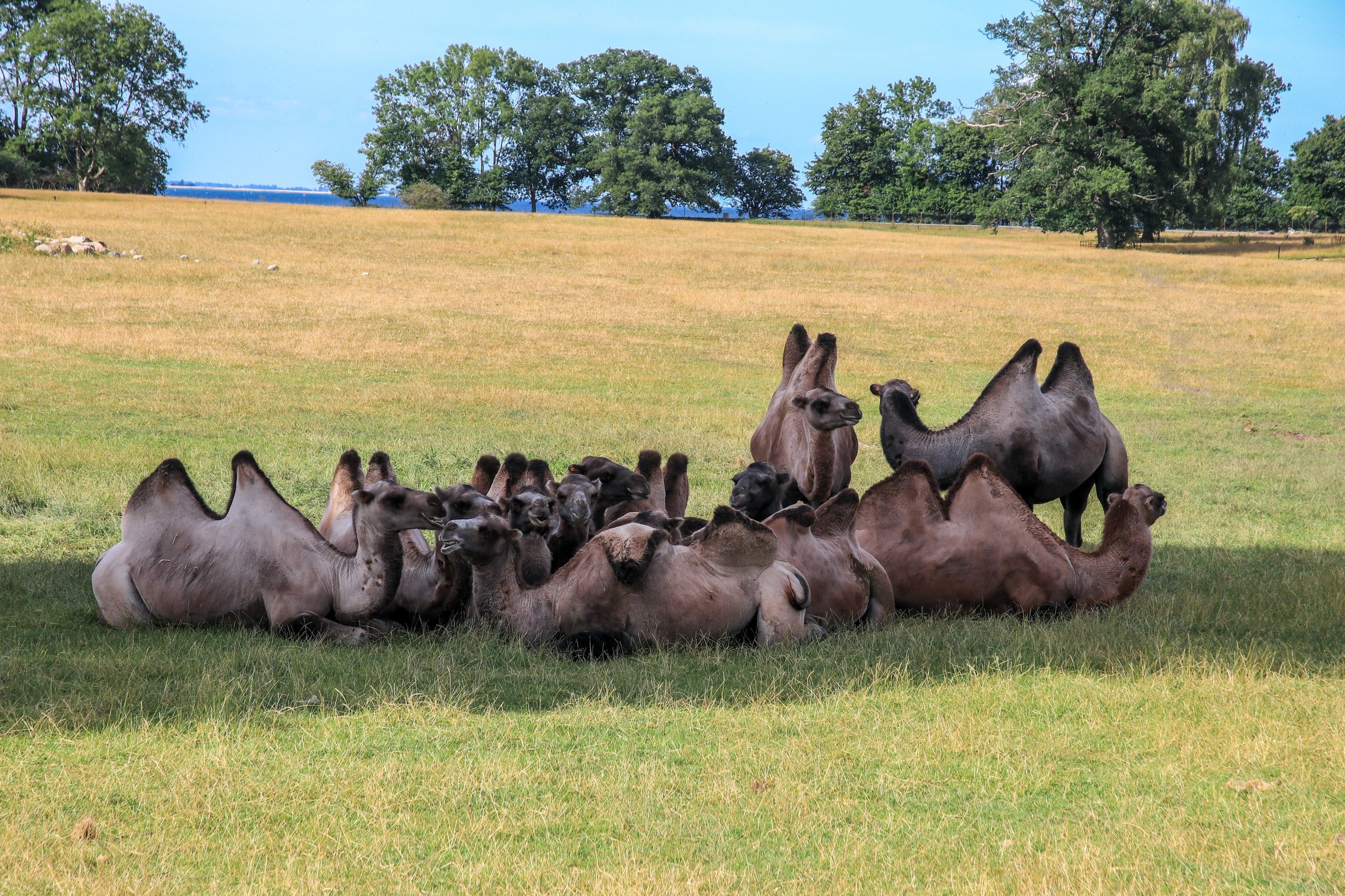 Knuthenborg Safari Park in Maribo – Ausflug mit Kindern, Foto 3