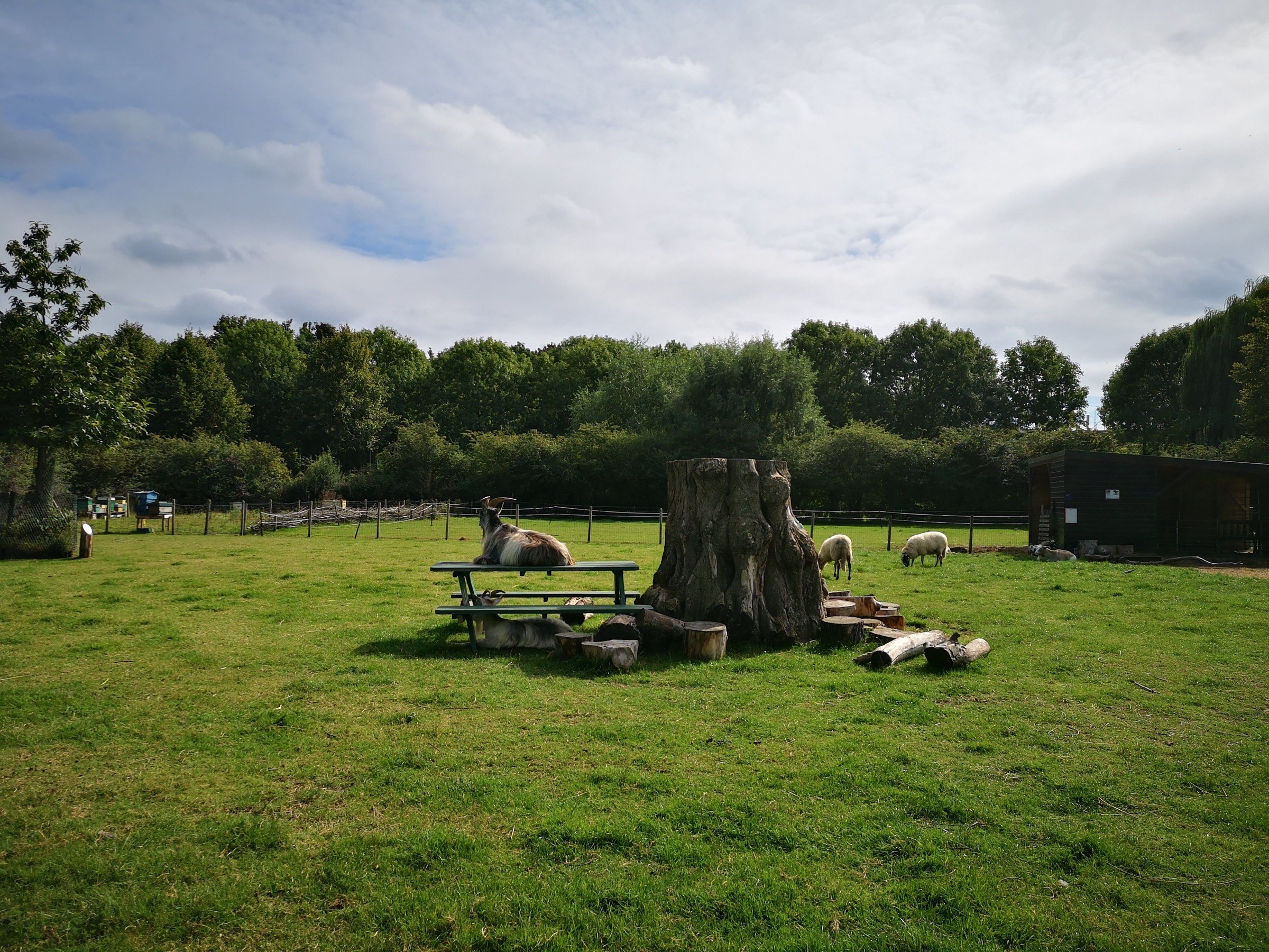 Boerderij Westerpark in Amsterdam – Ausflug mit Kindern, Foto 7