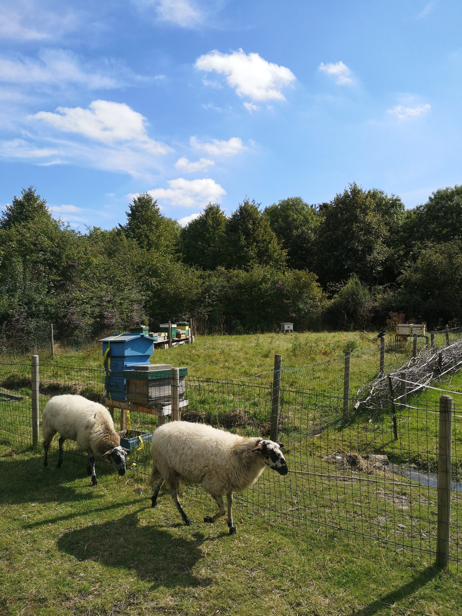 Boerderij Westerpark in Amsterdam – Ausflug mit Kindern, Foto 8