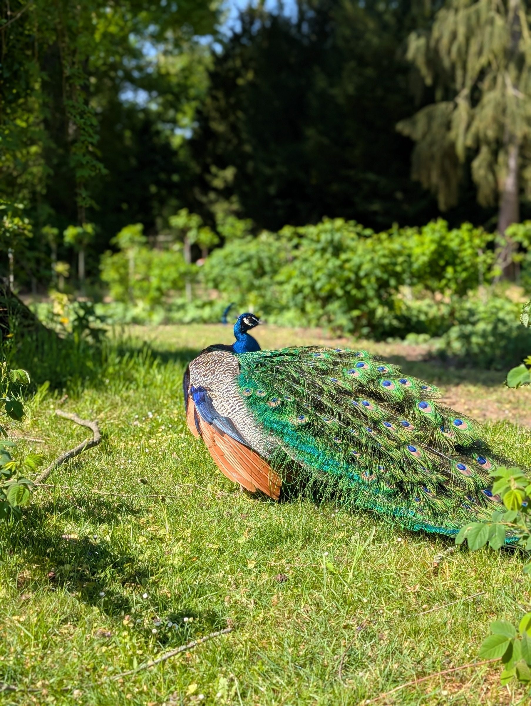 Pfaueninsel in Berlin – Ausflug mit Kindern, Foto 2