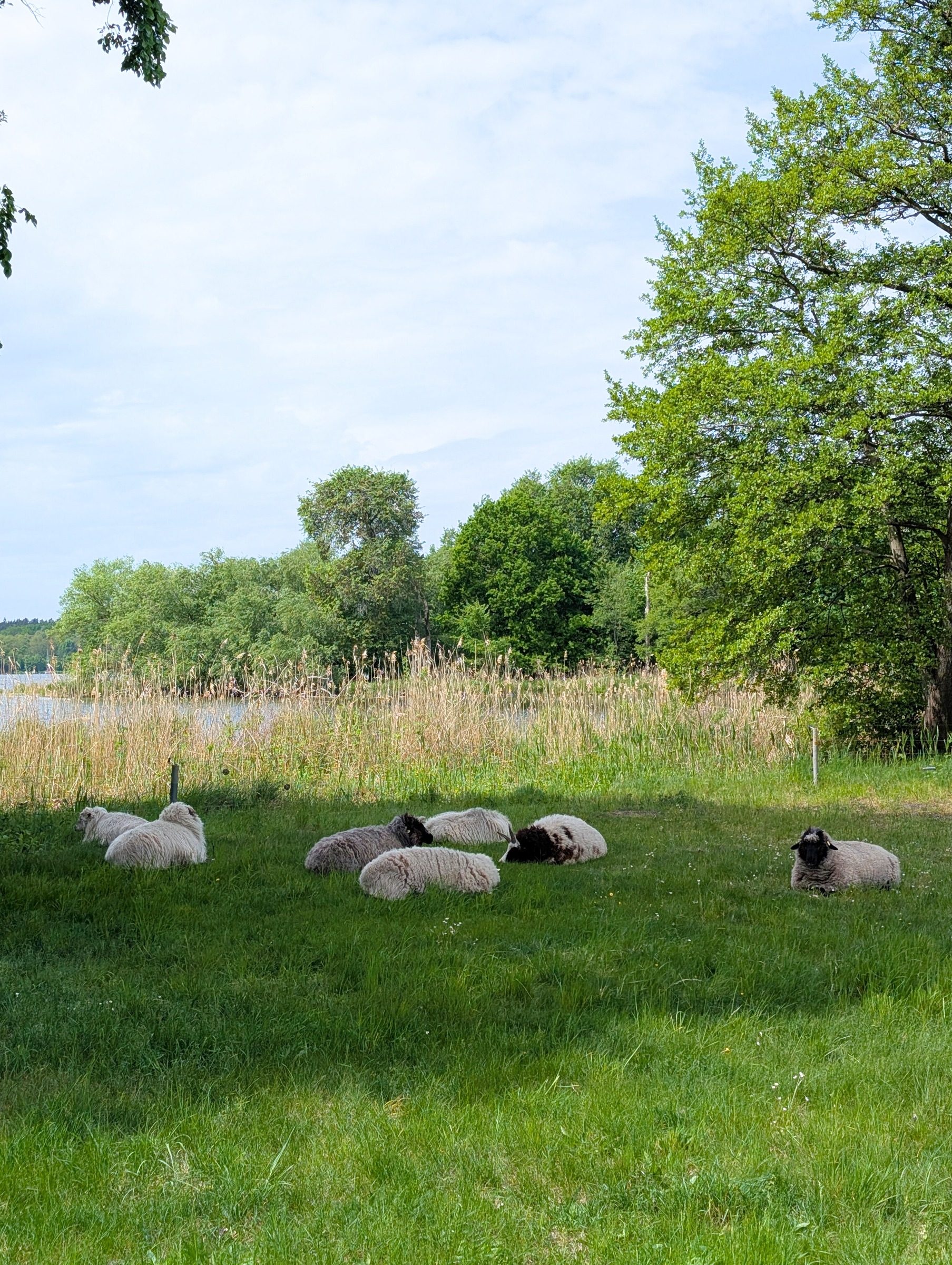 Pfaueninsel in Berlin – Ausflug mit Kindern, Foto 3