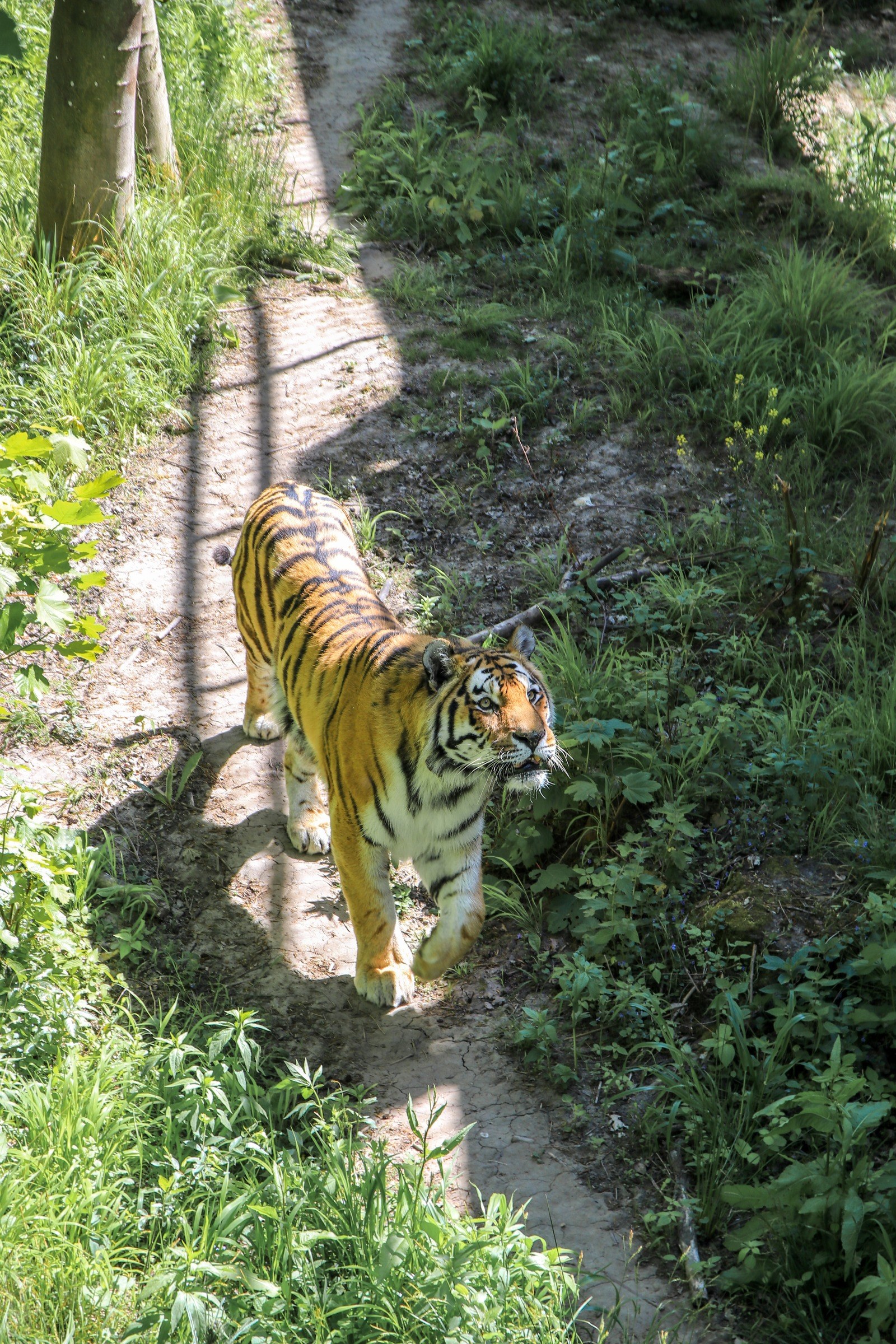 Knuthenborg Safari Park in Maribo – Ausflug mit Kindern, Foto 4