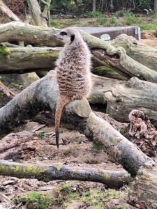Kölner Zoo in Köln