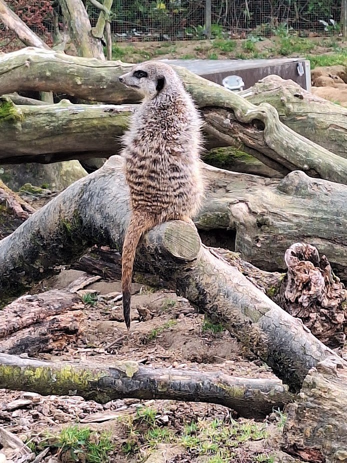 Kölner Zoo in Köln