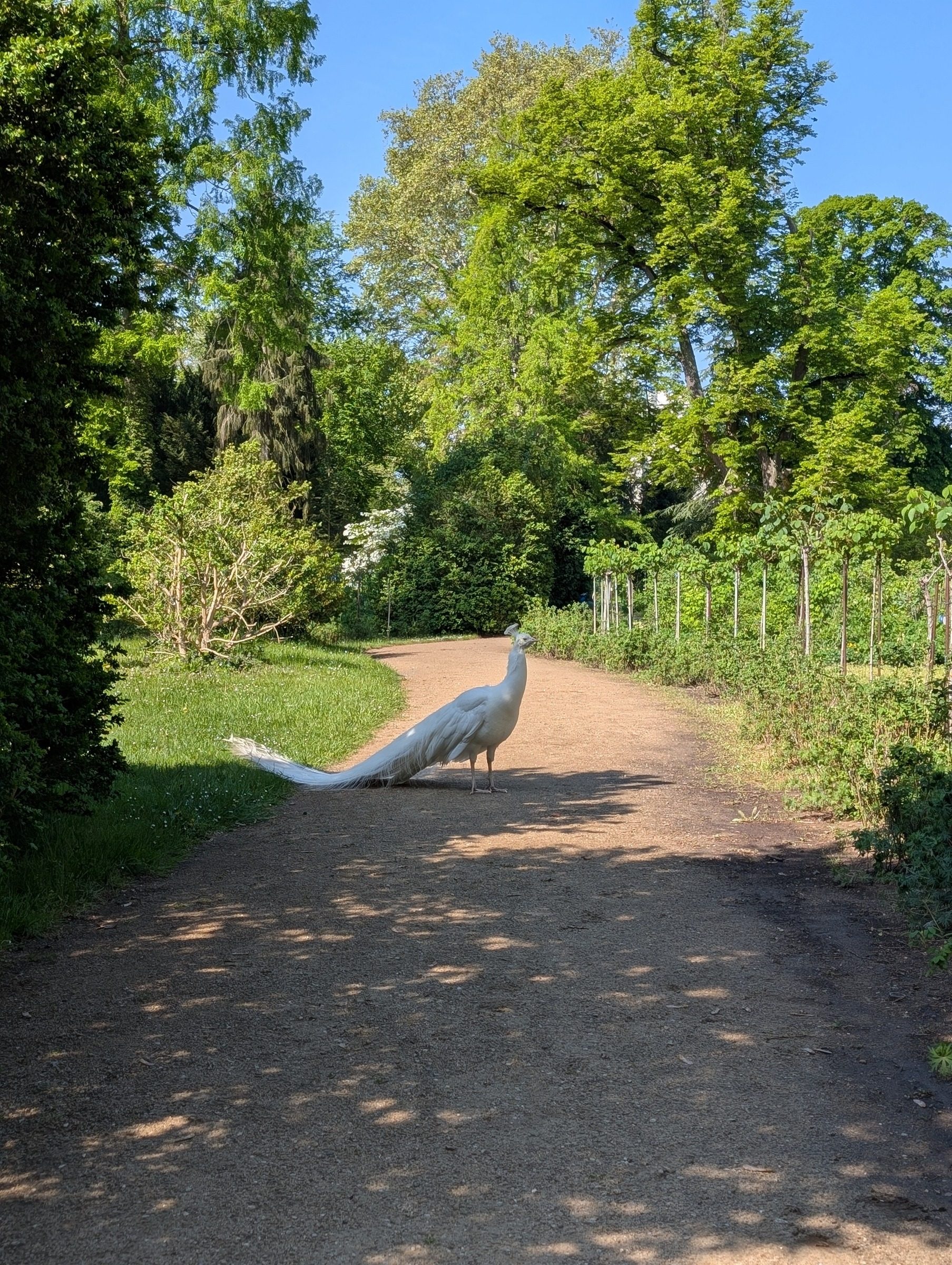Pfaueninsel in Berlin – Ausflug mit Kindern, Foto 6