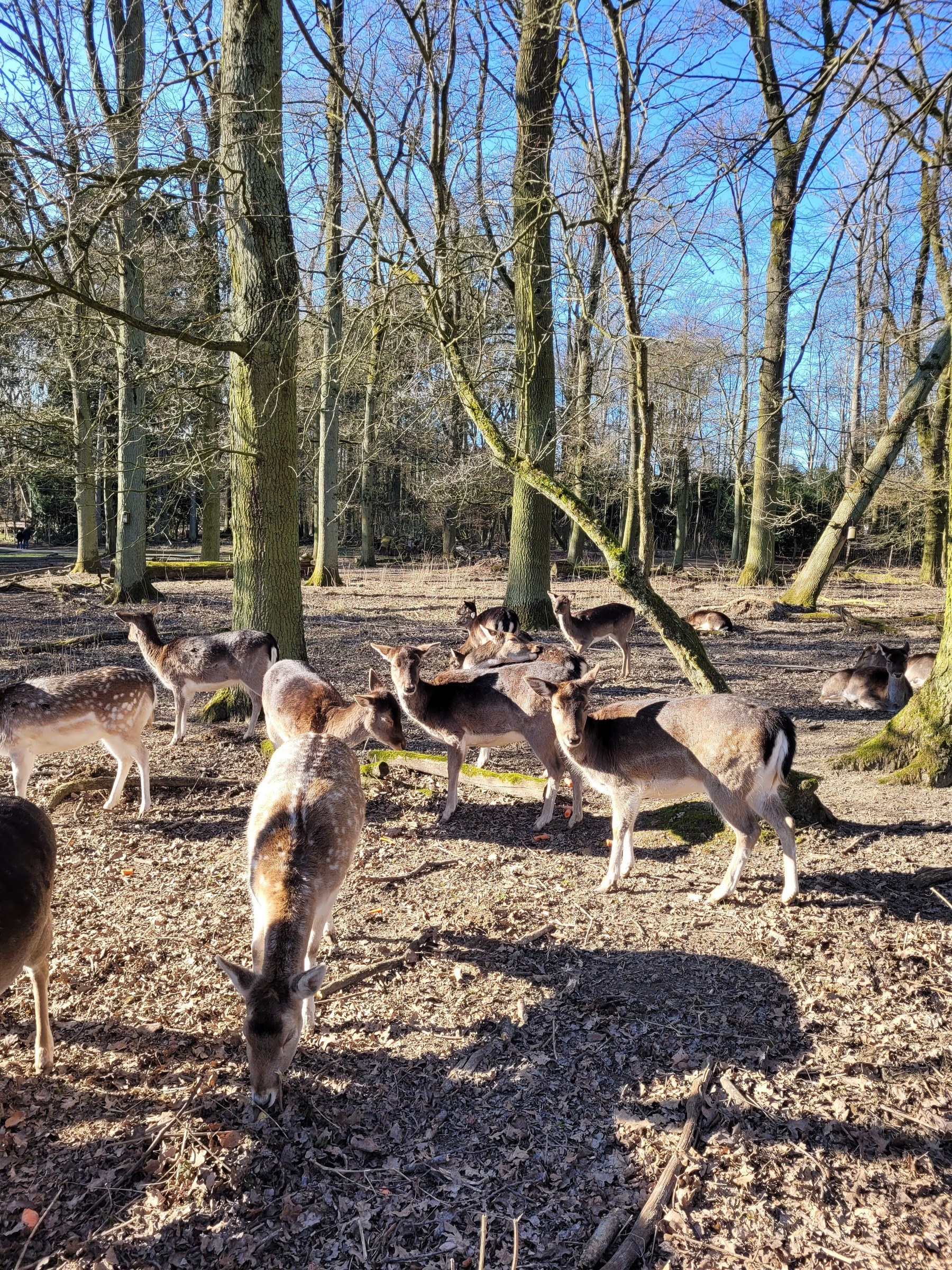 Wildpark Grafenberg in Düsseldorf – Ausflug mit Kindern, Foto 3
