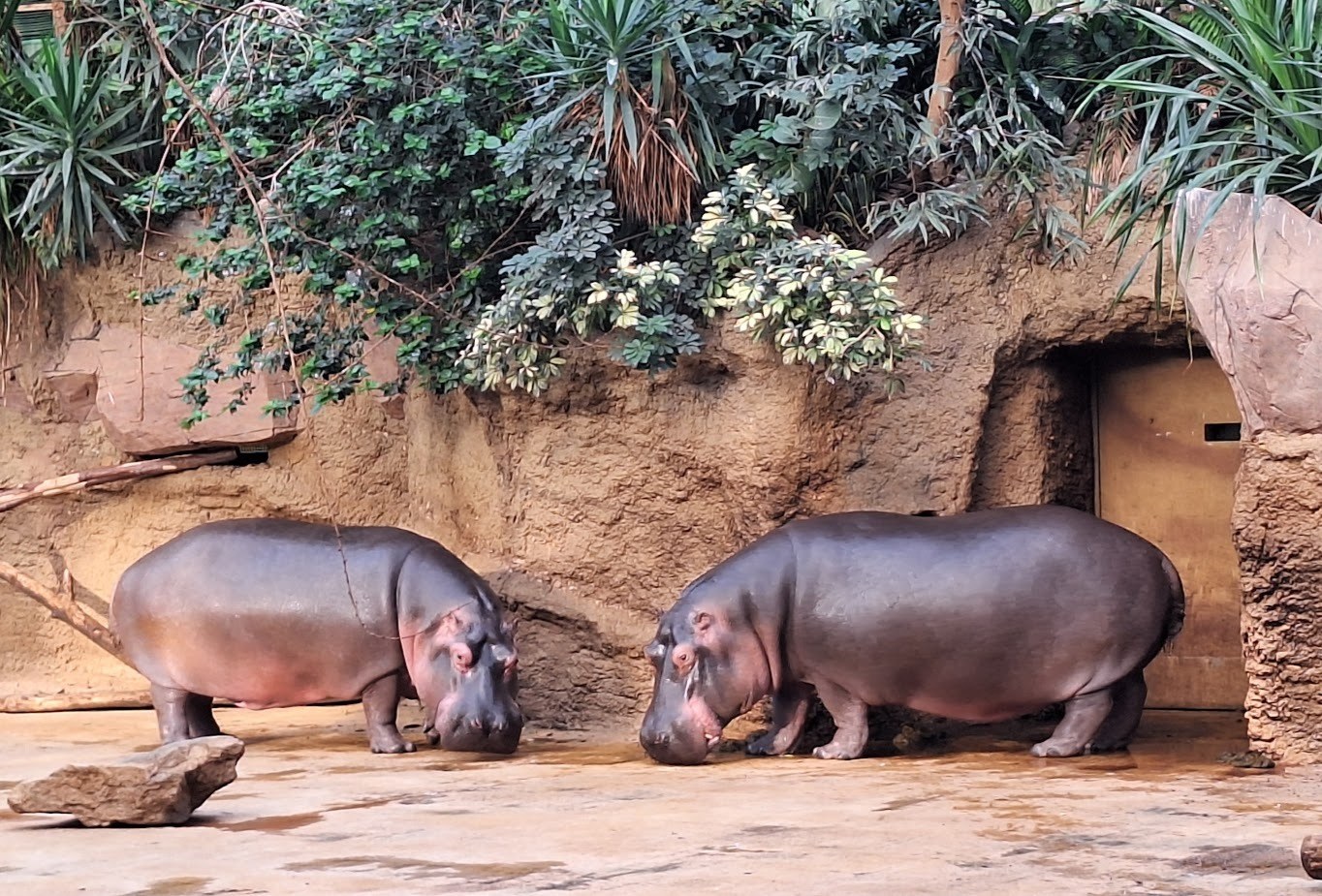 Kölner Zoo in Köln – Ausflug mit Kindern, Foto 2