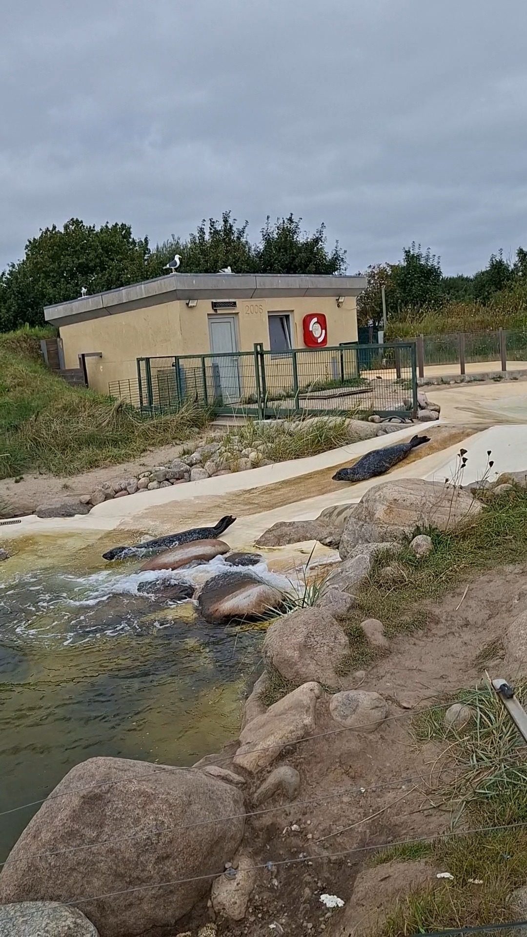 Seehunde in Friedrichskoog hautnah erleben – Ausflug mit Kindern, Foto 5