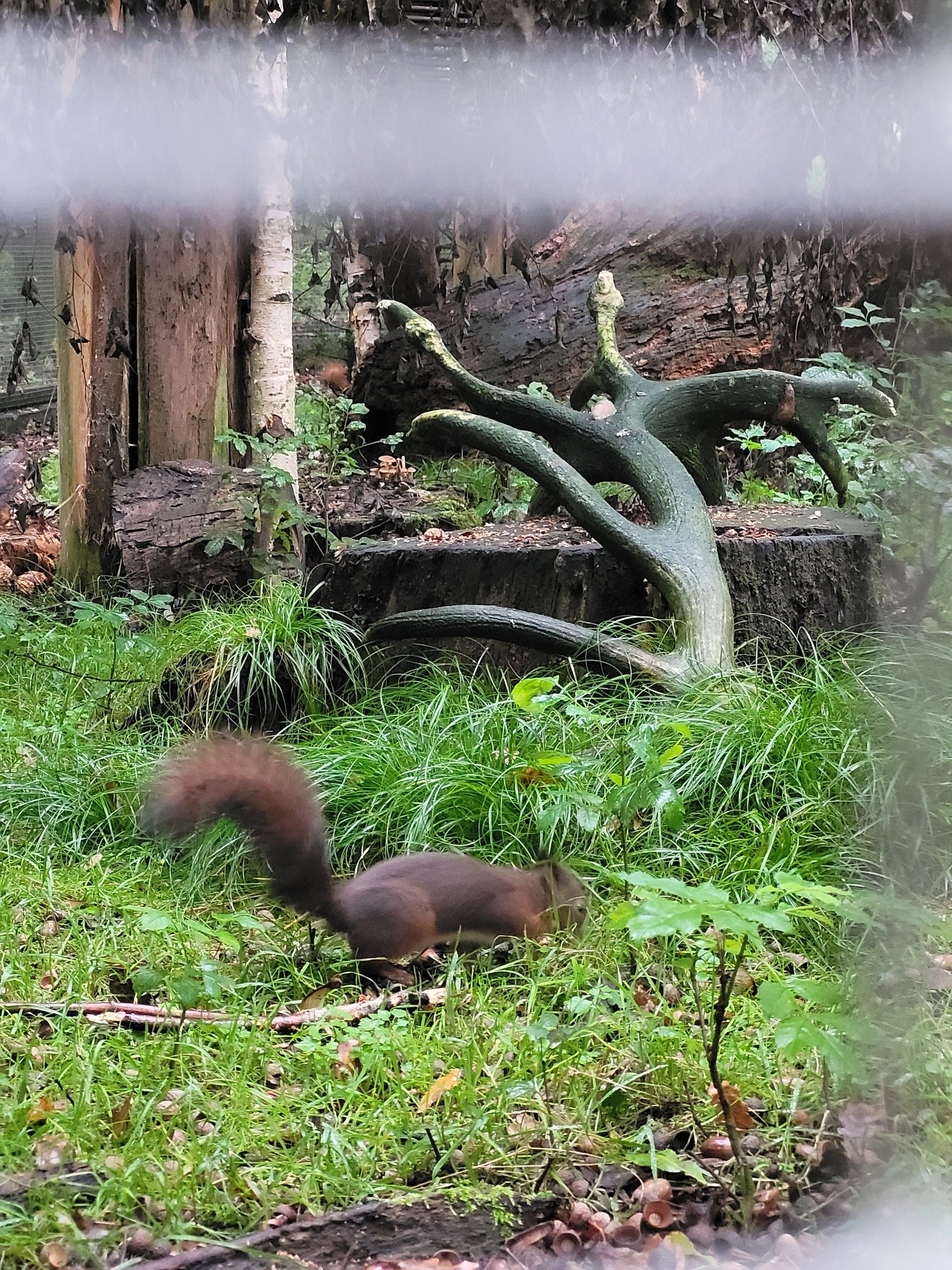 Wildpark Grafenberg in Düsseldorf – Ausflug mit Kindern, Foto 5