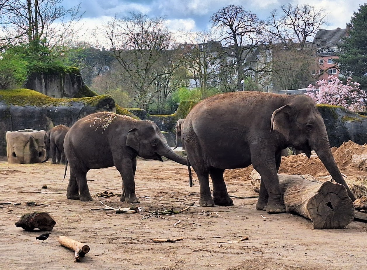 Kölner Zoo in Köln – Ausflug mit Kindern, Foto 4
