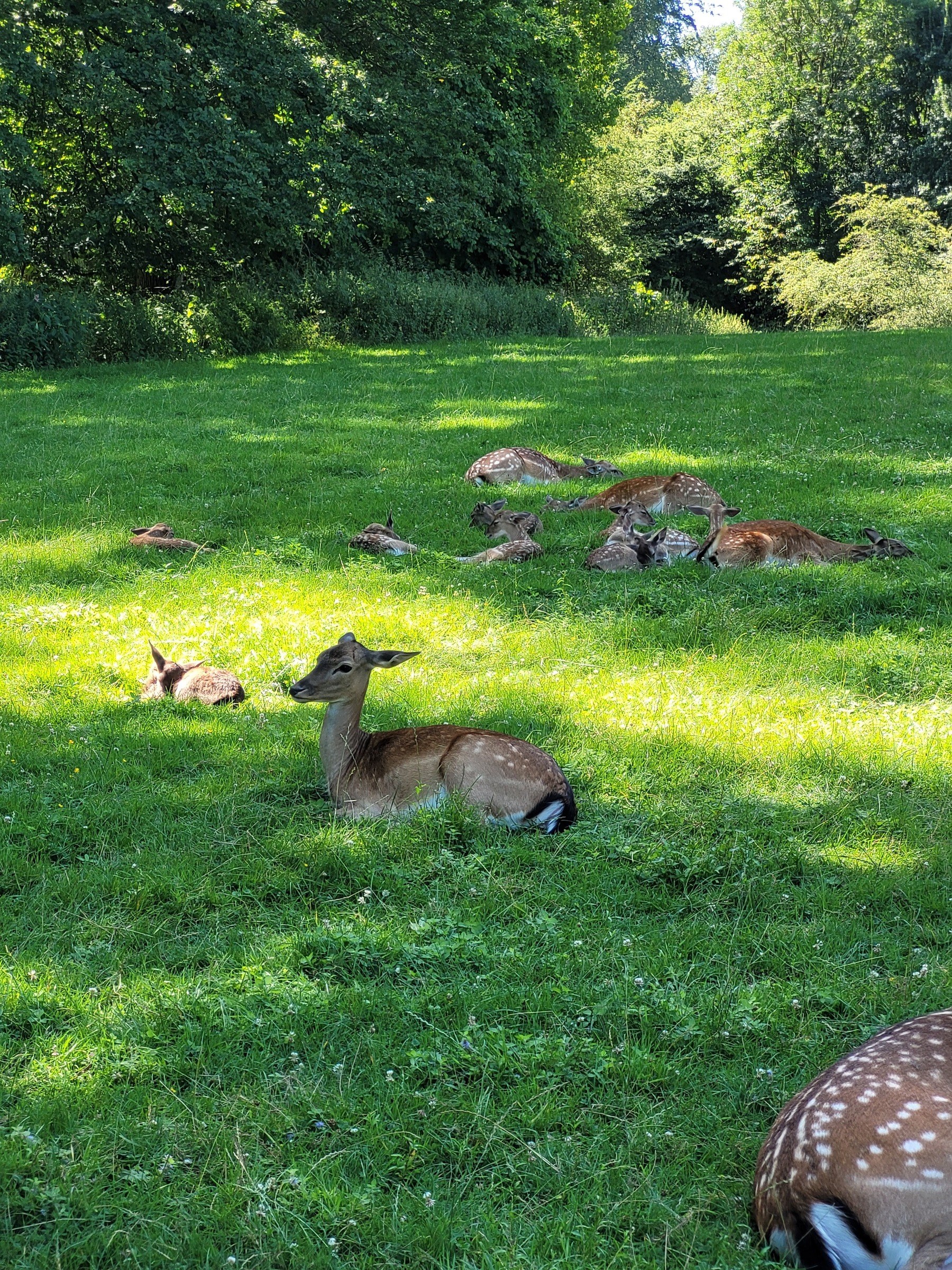 Wildpark Grafenberg in Düsseldorf – Ausflug mit Kindern, Foto 6