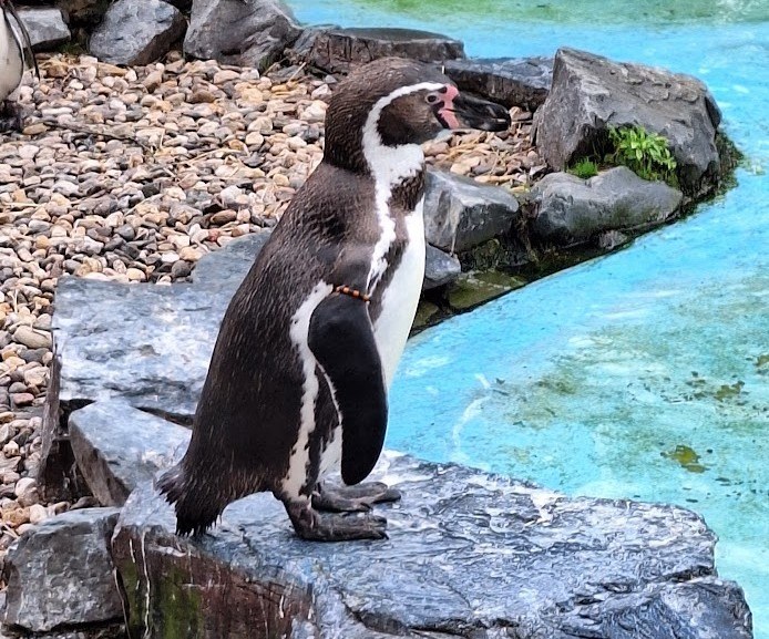 Kölner Zoo in Köln – Ausflug mit Kindern, Foto 5