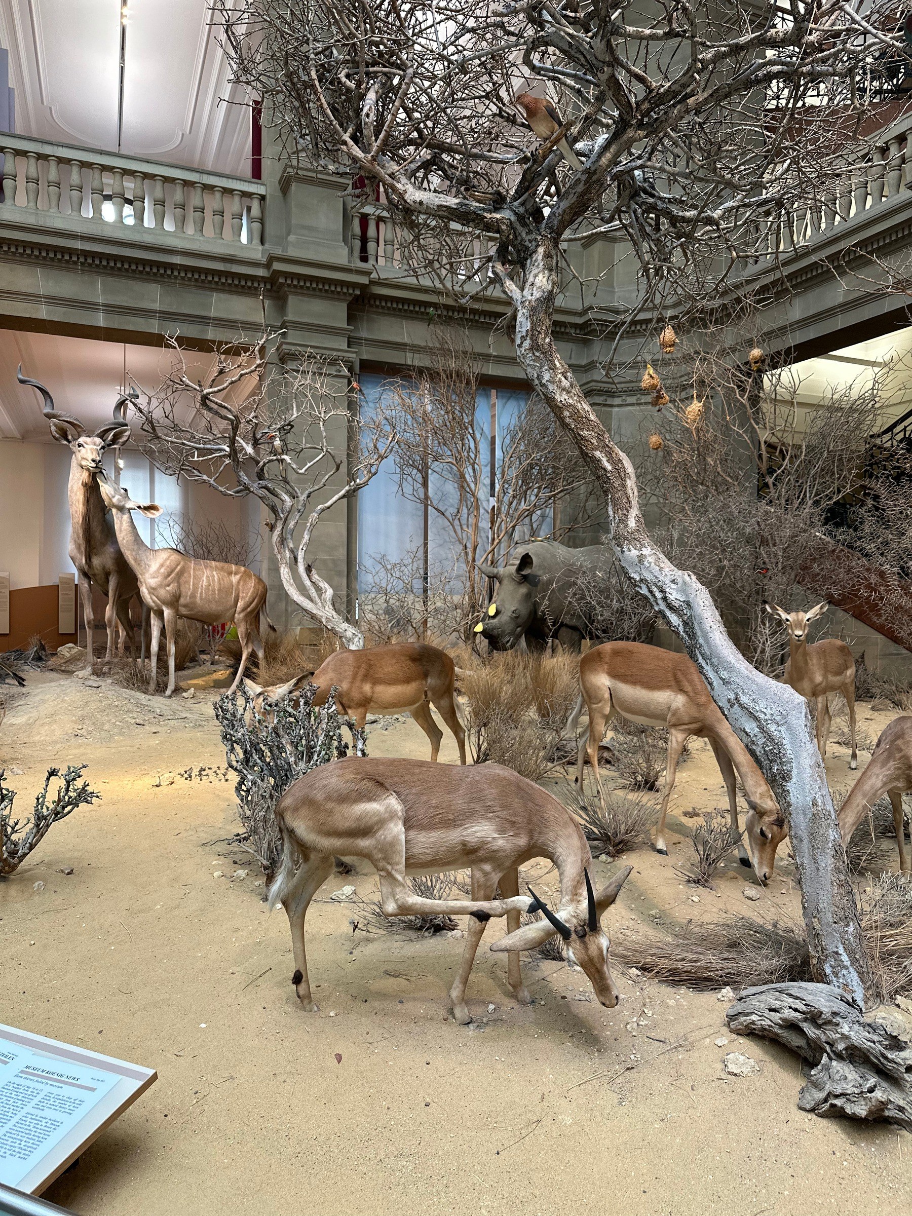 Museum König in Bonn – Ausflug mit Kindern, Foto 4