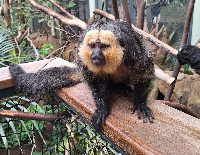Kölner Zoo in Köln – Ausflug mit Kindern, Foto 6