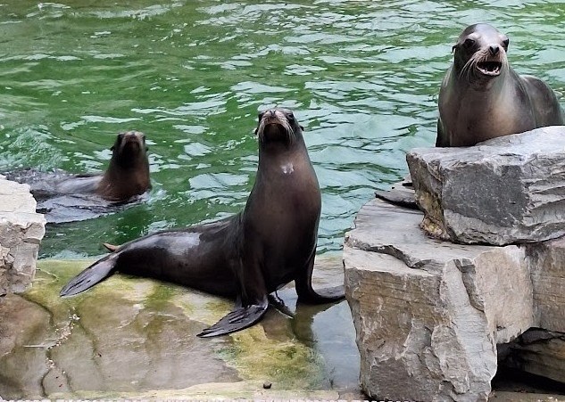 Kölner Zoo in Köln – Ausflug mit Kindern, Foto 7