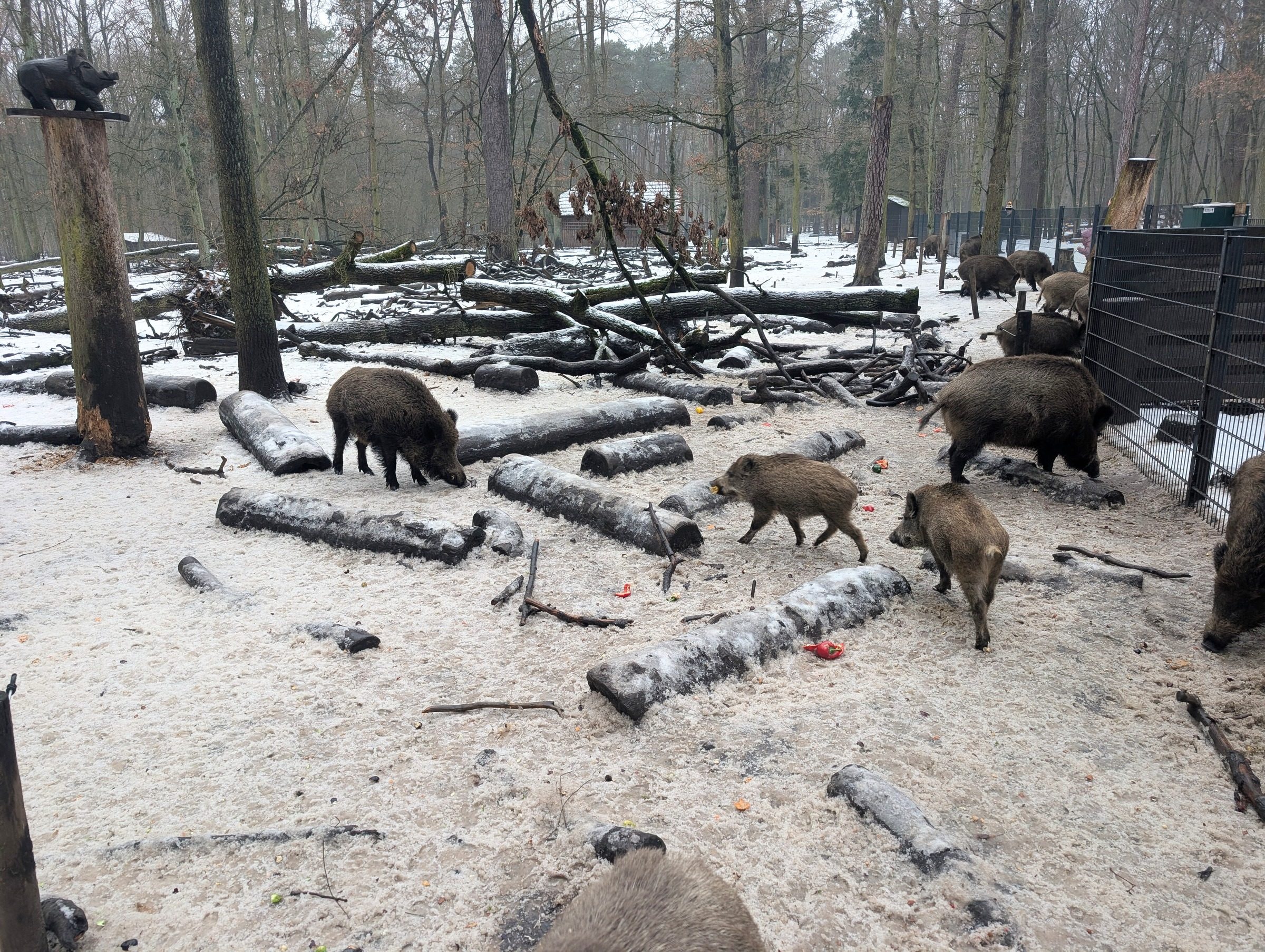 Waldwichtelpfad und Spandauer Forst in Schönwalde – Ausflug mit Kindern, Foto 7