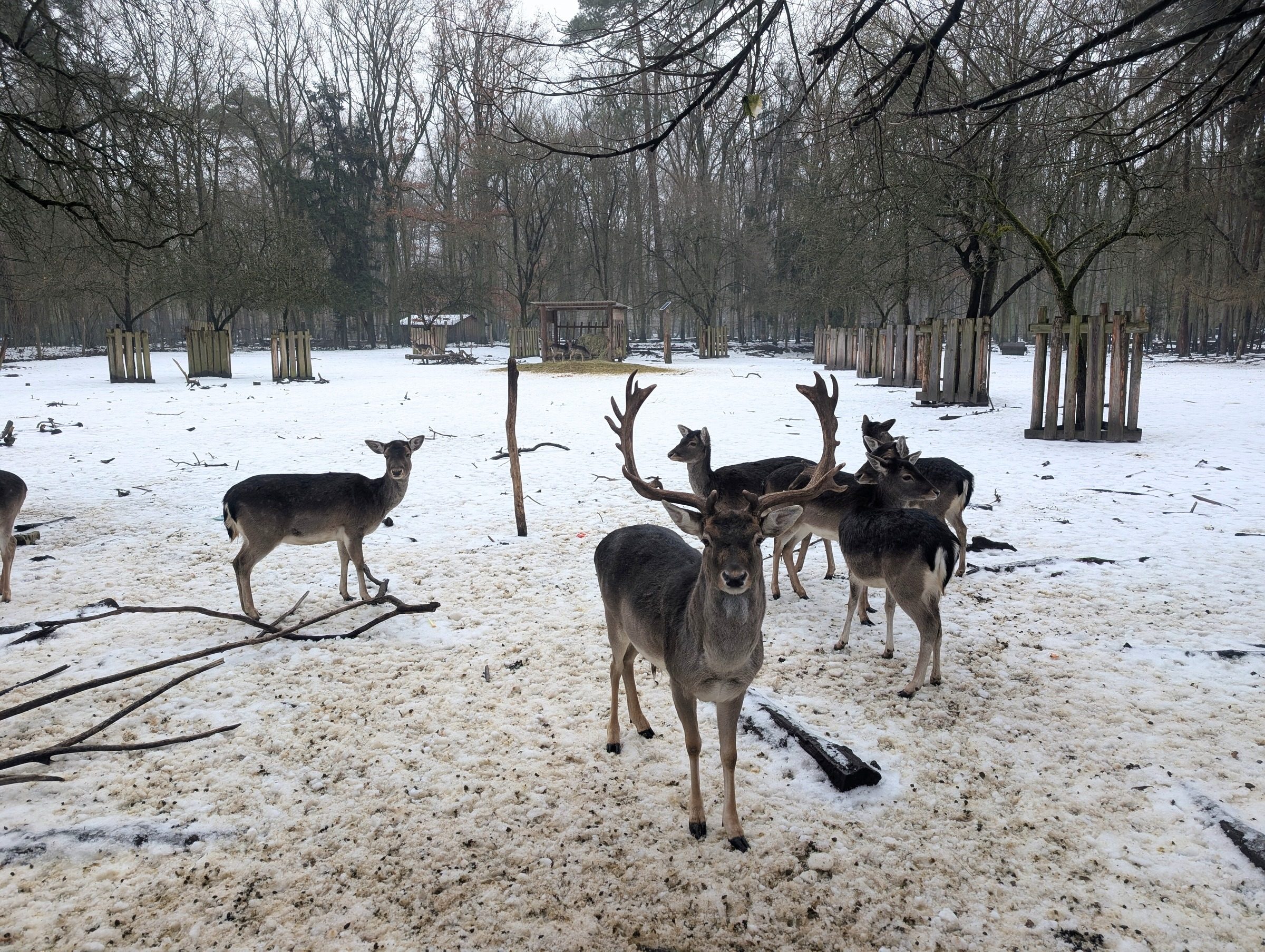 Waldwichtelpfad und Spandauer Forst in Schönwalde – Ausflug mit Kindern, Foto 8