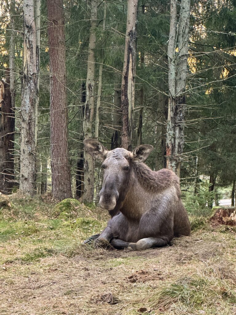 Elchsafari Smålandet in Markaryd