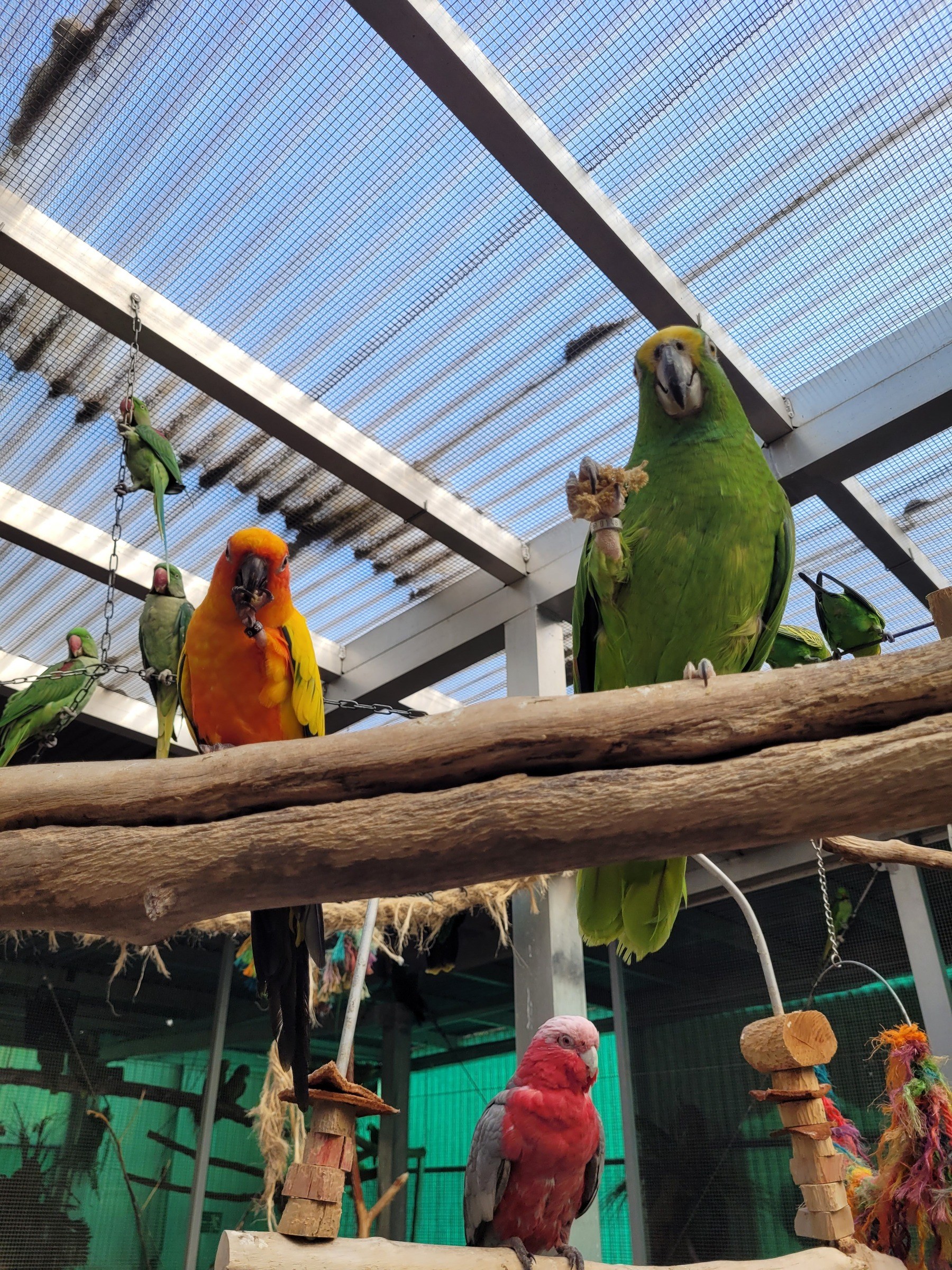 Papageienpark Bochum – Ausflug mit Kindern, Foto 2
