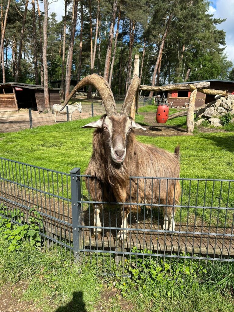 Hochwildpark Rheinland