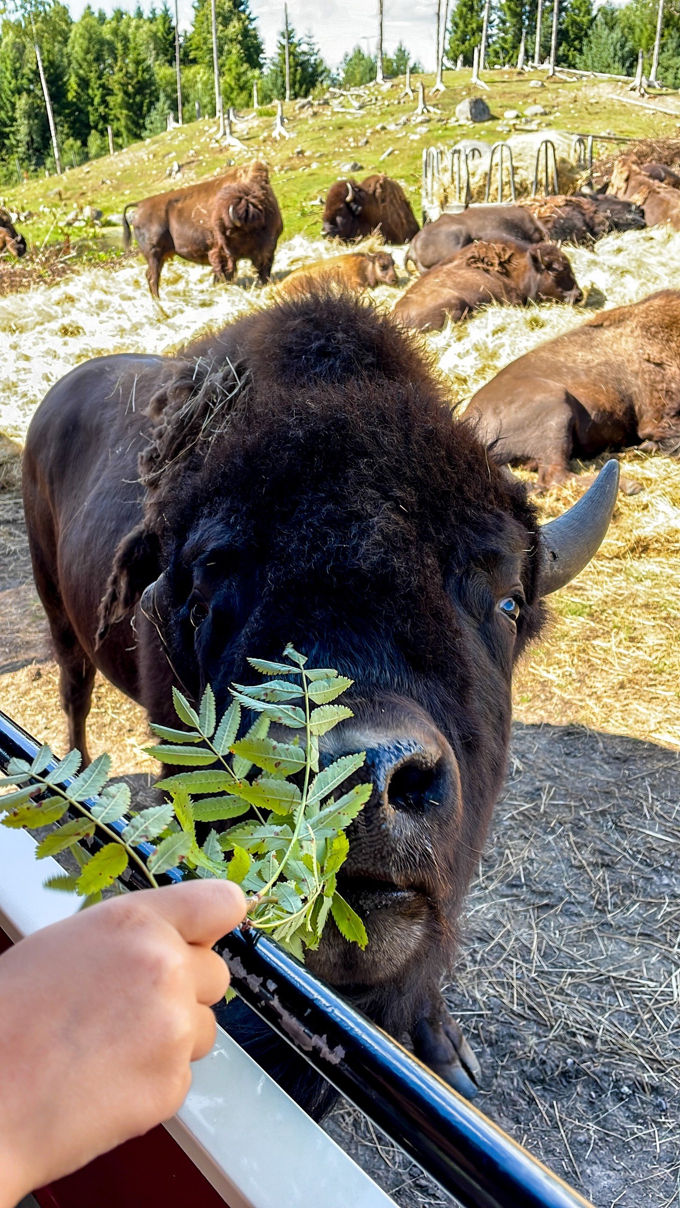 Elchsafari Smålandet in Markaryd – Ausflug mit Kindern, Foto 4