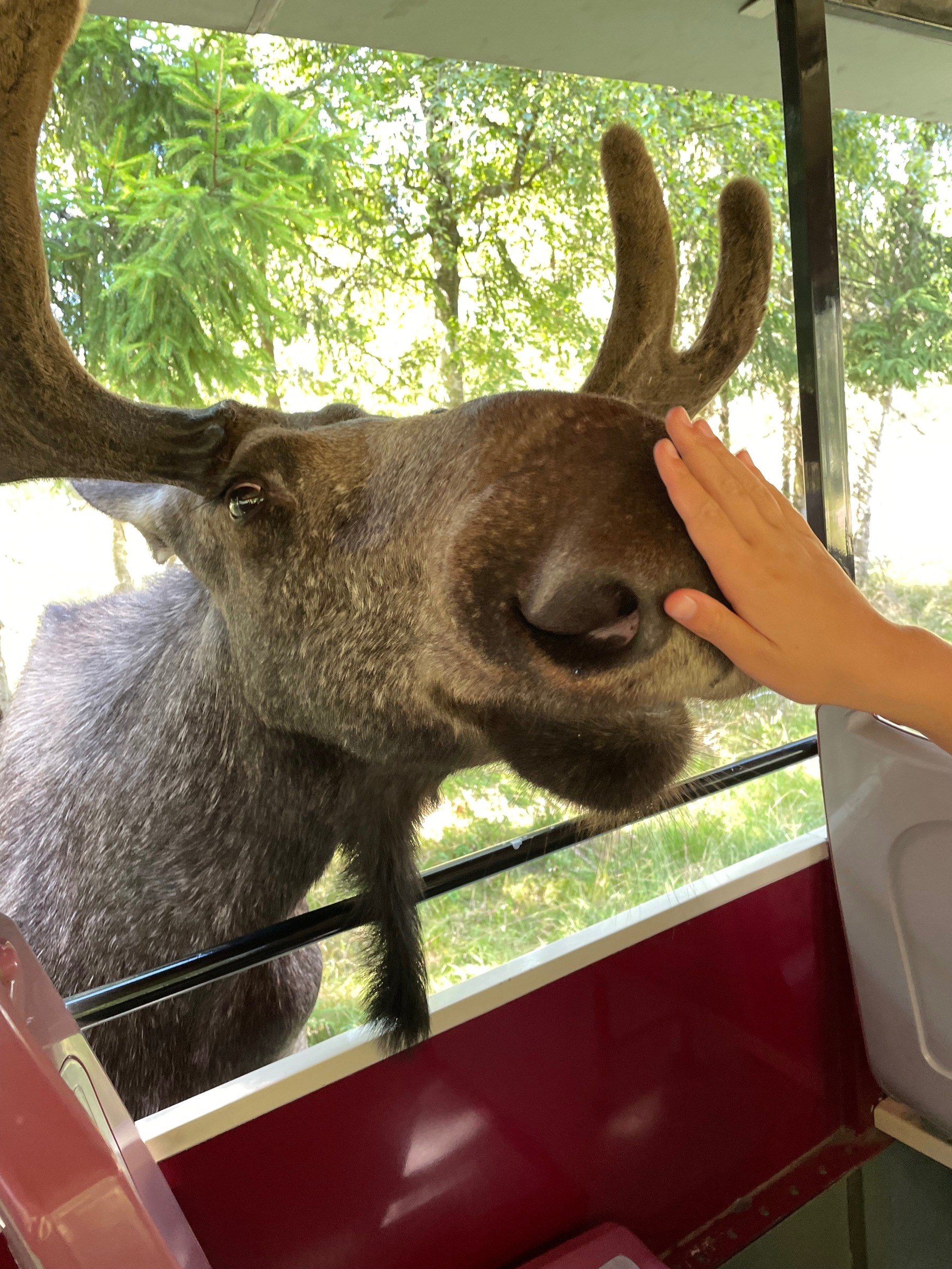 Elchsafari Smålandet in Markaryd – Ausflug mit Kindern, Foto 5