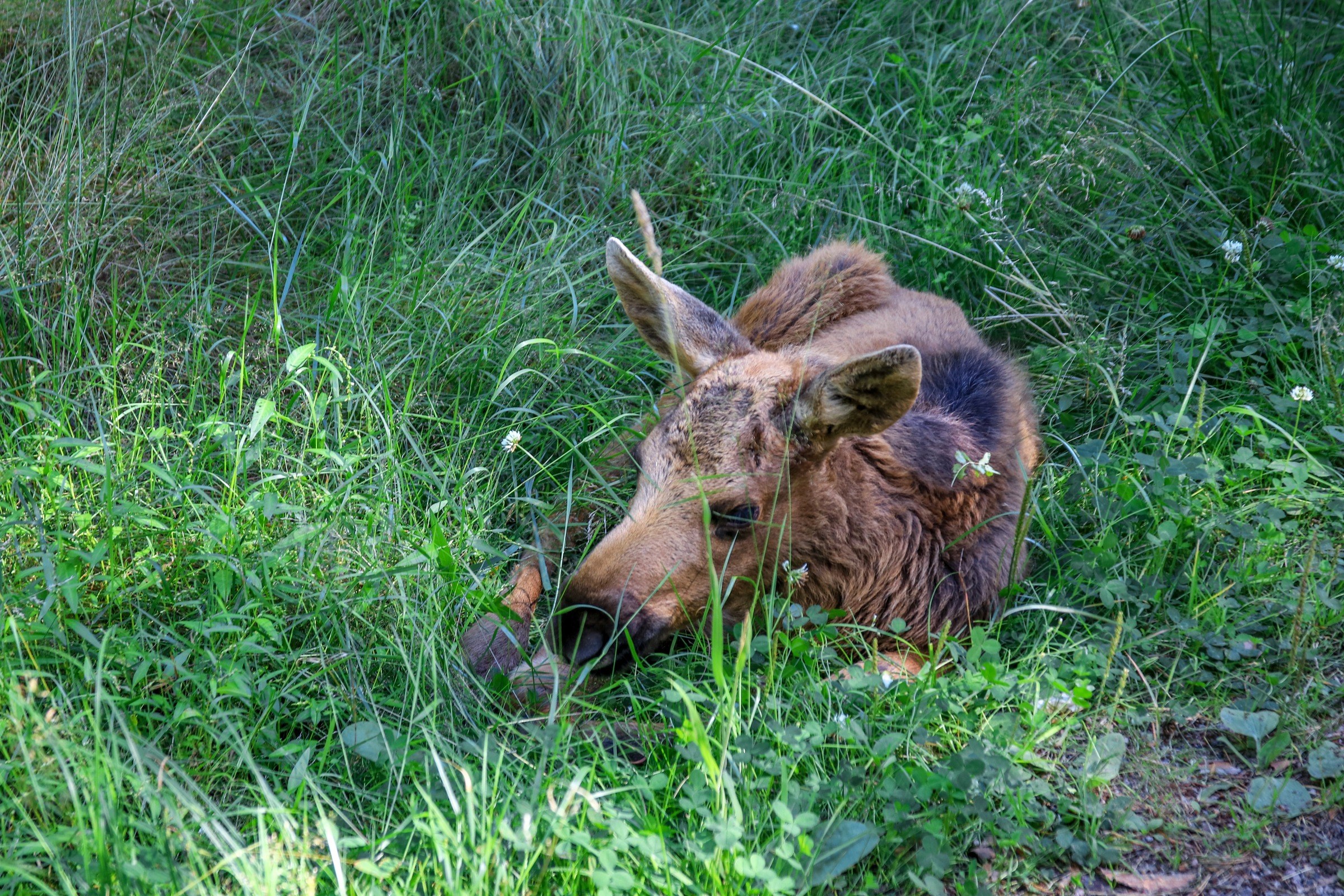 Elchsafari Smålandet in Markaryd – Ausflug mit Kindern, Foto 6