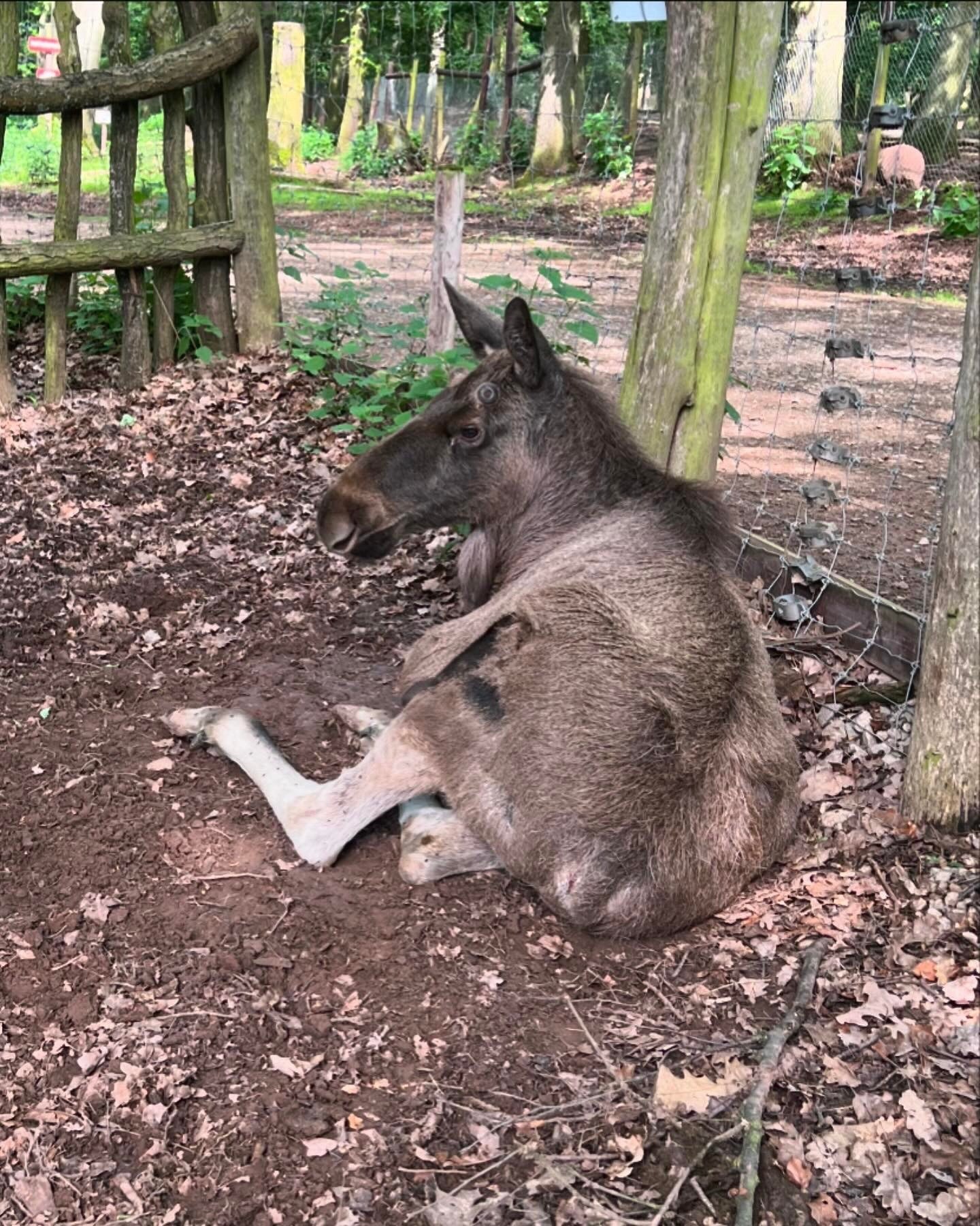 Hochwildpark Rheinland – Ausflug mit Kindern, Foto 2