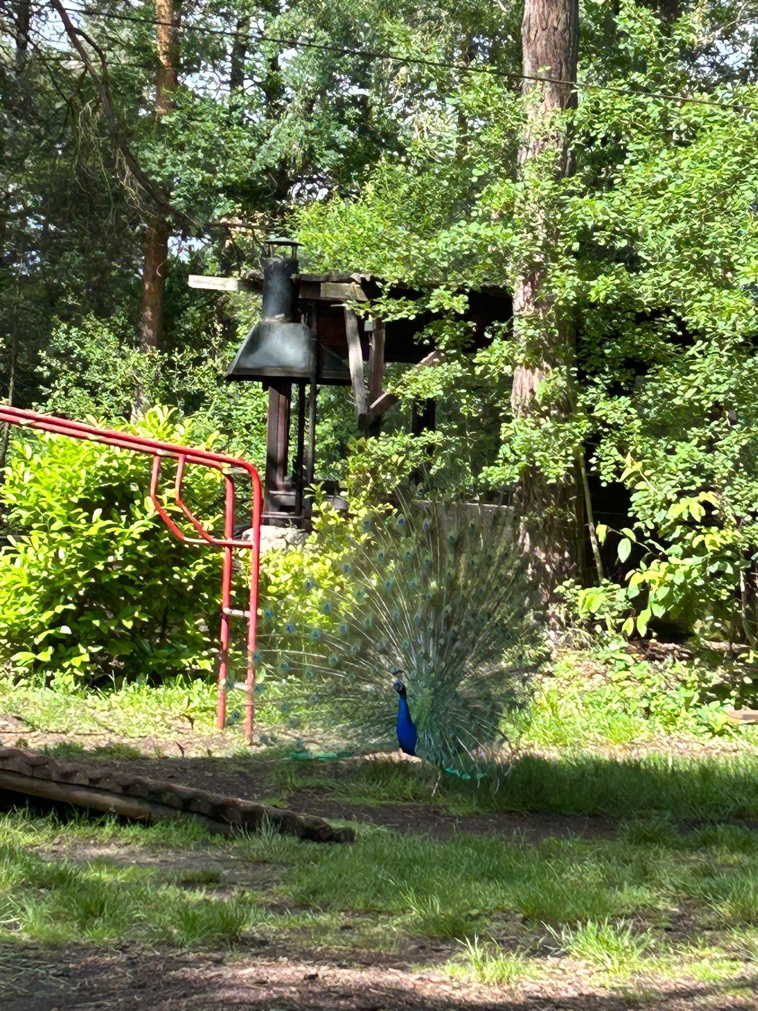 Hochwildpark Rheinland – Ausflug mit Kindern, Foto 3