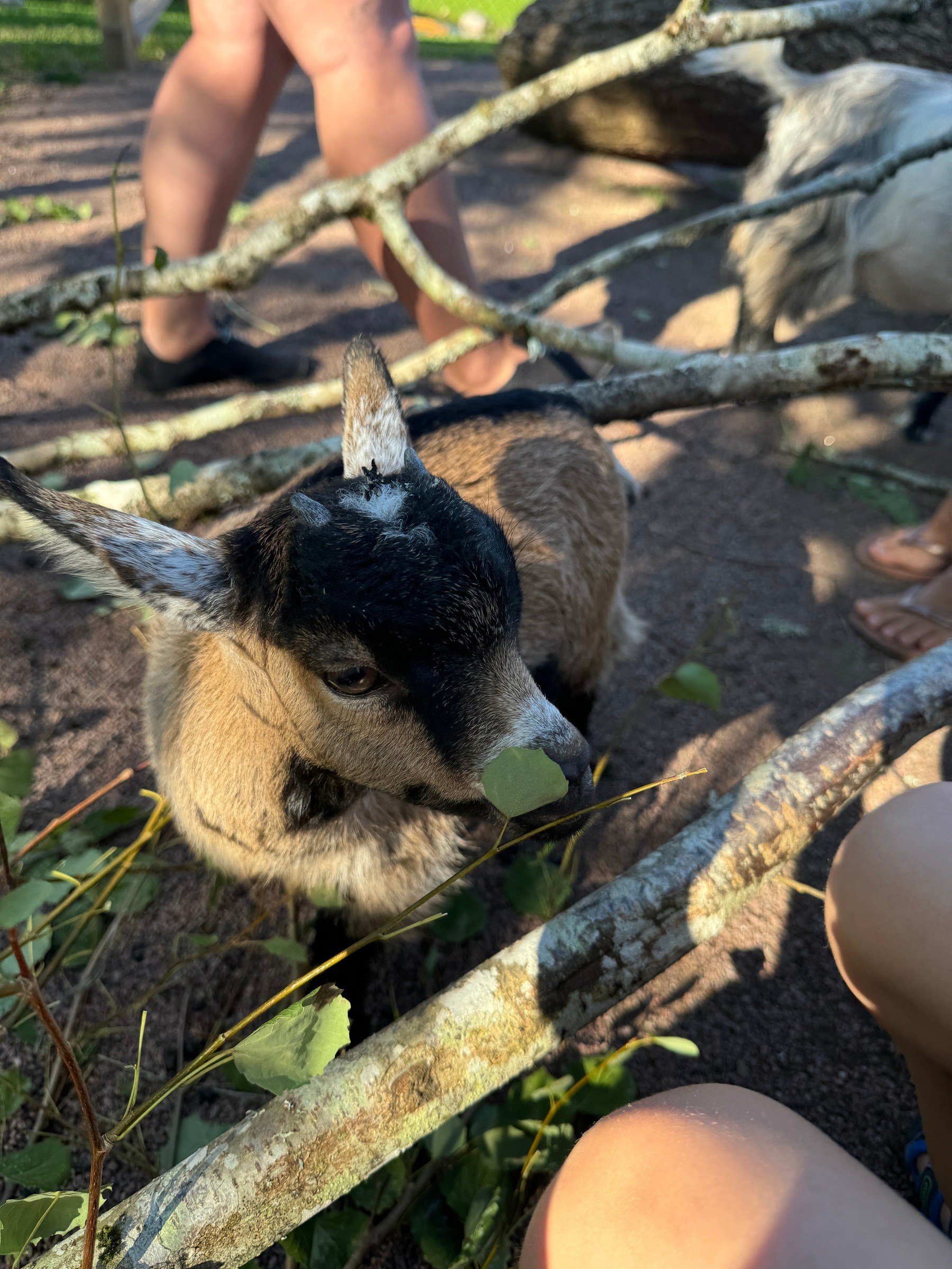 Elchsafari Smålandet in Markaryd – Ausflug mit Kindern, Foto 7