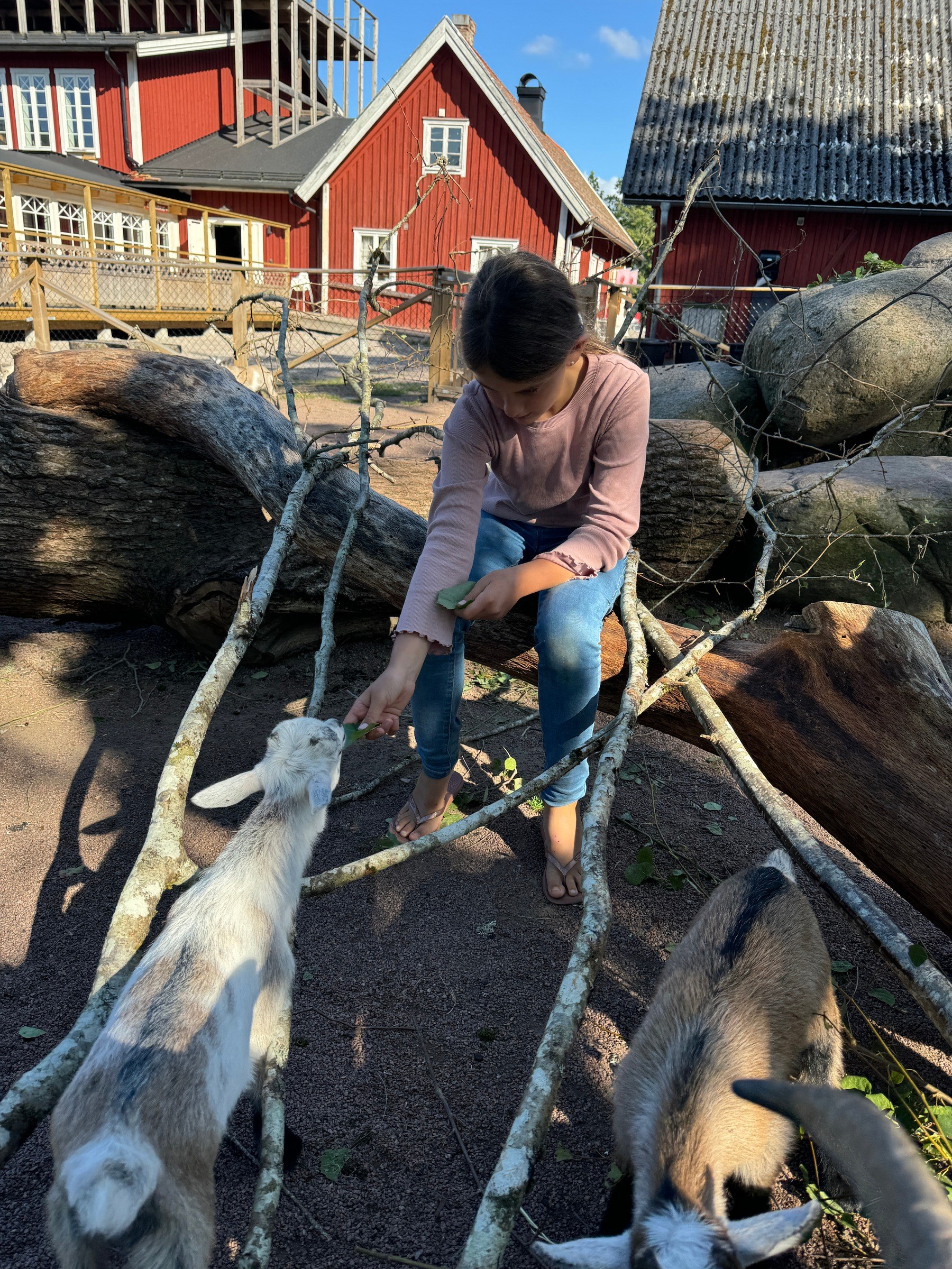 Elchsafari Smålandet in Markaryd – Ausflug mit Kindern, Foto 8