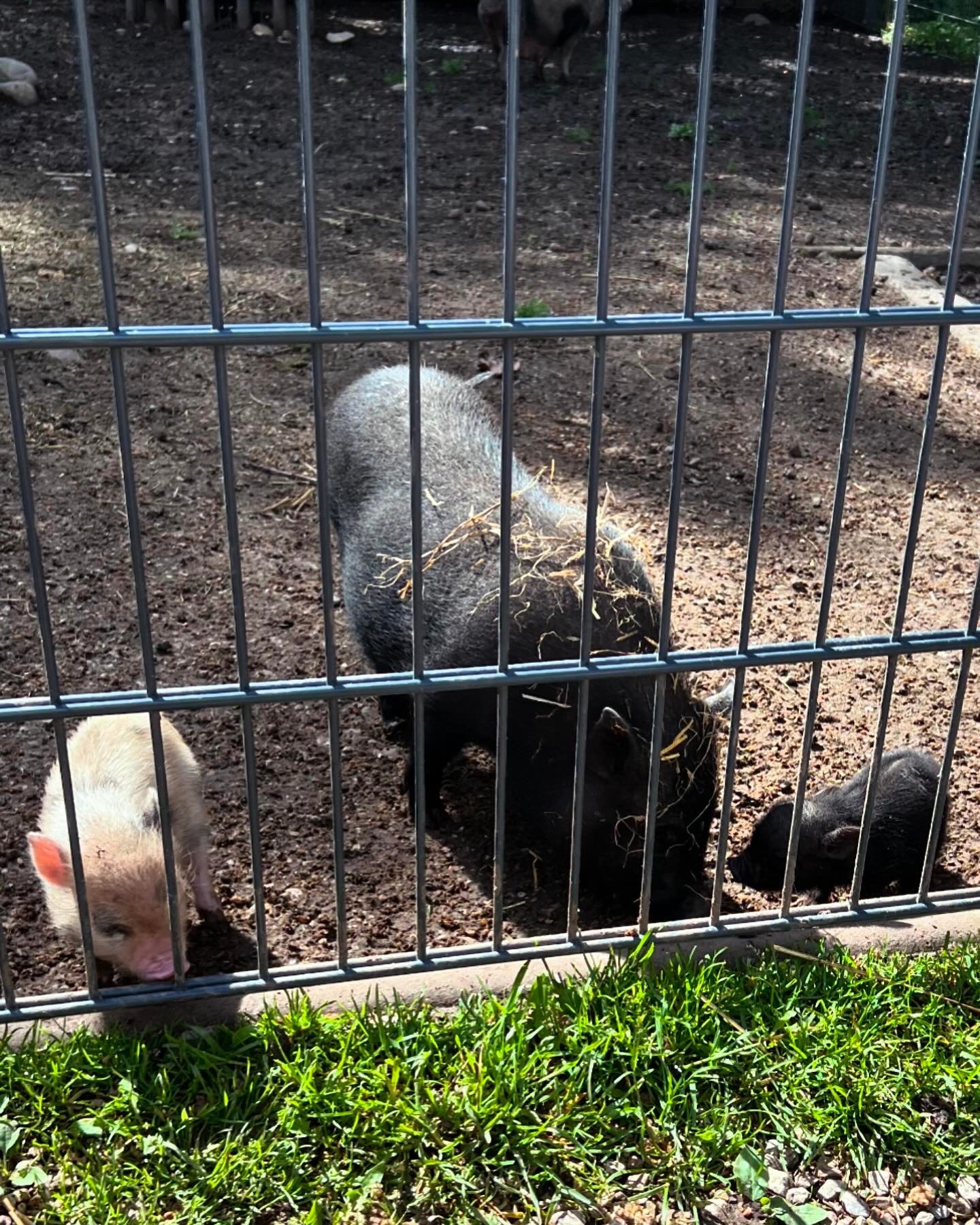 Hochwildpark Rheinland – Ausflug mit Kindern, Foto 4