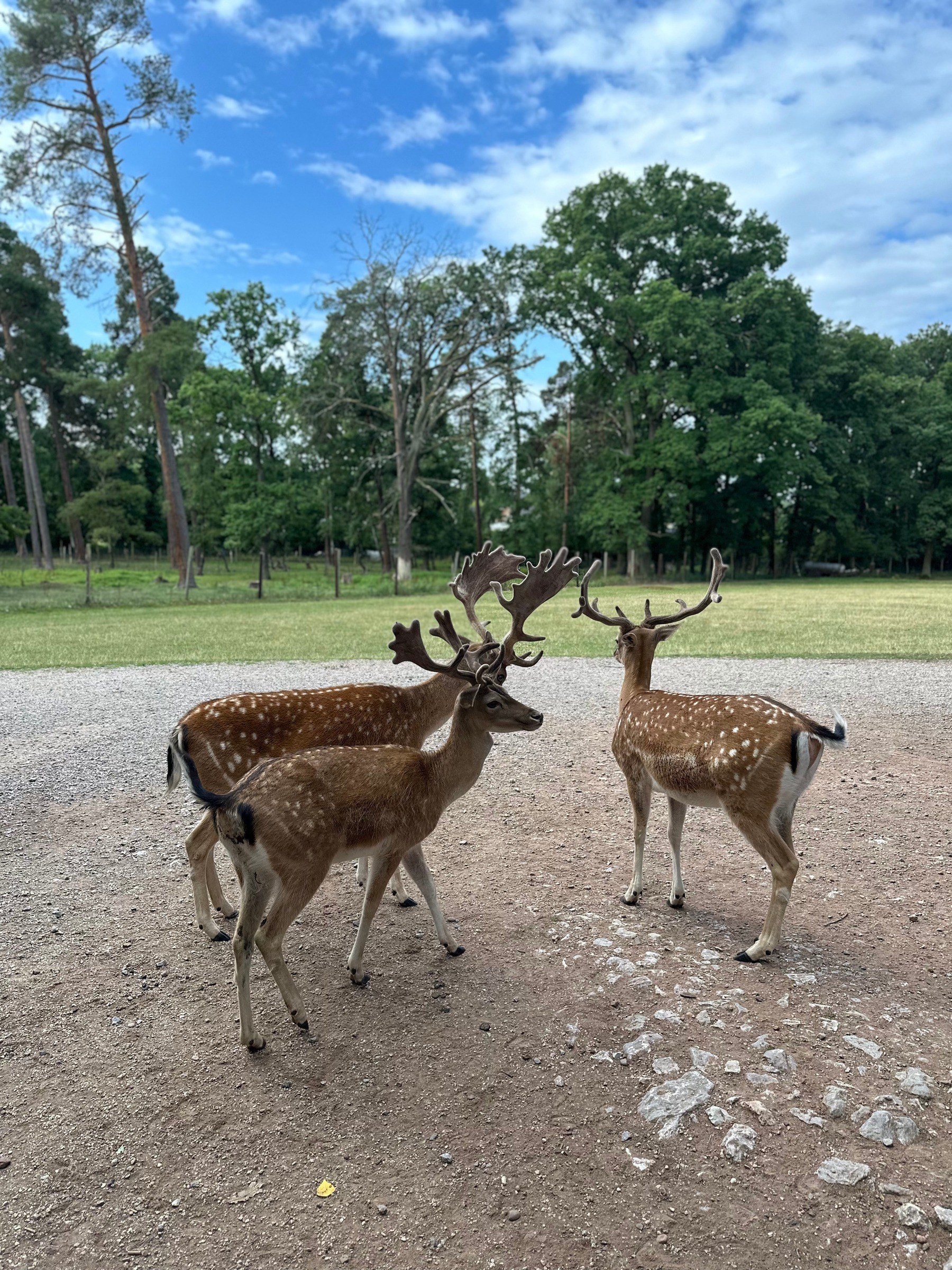Hochwildpark Rheinland – Ausflug mit Kindern, Foto 6
