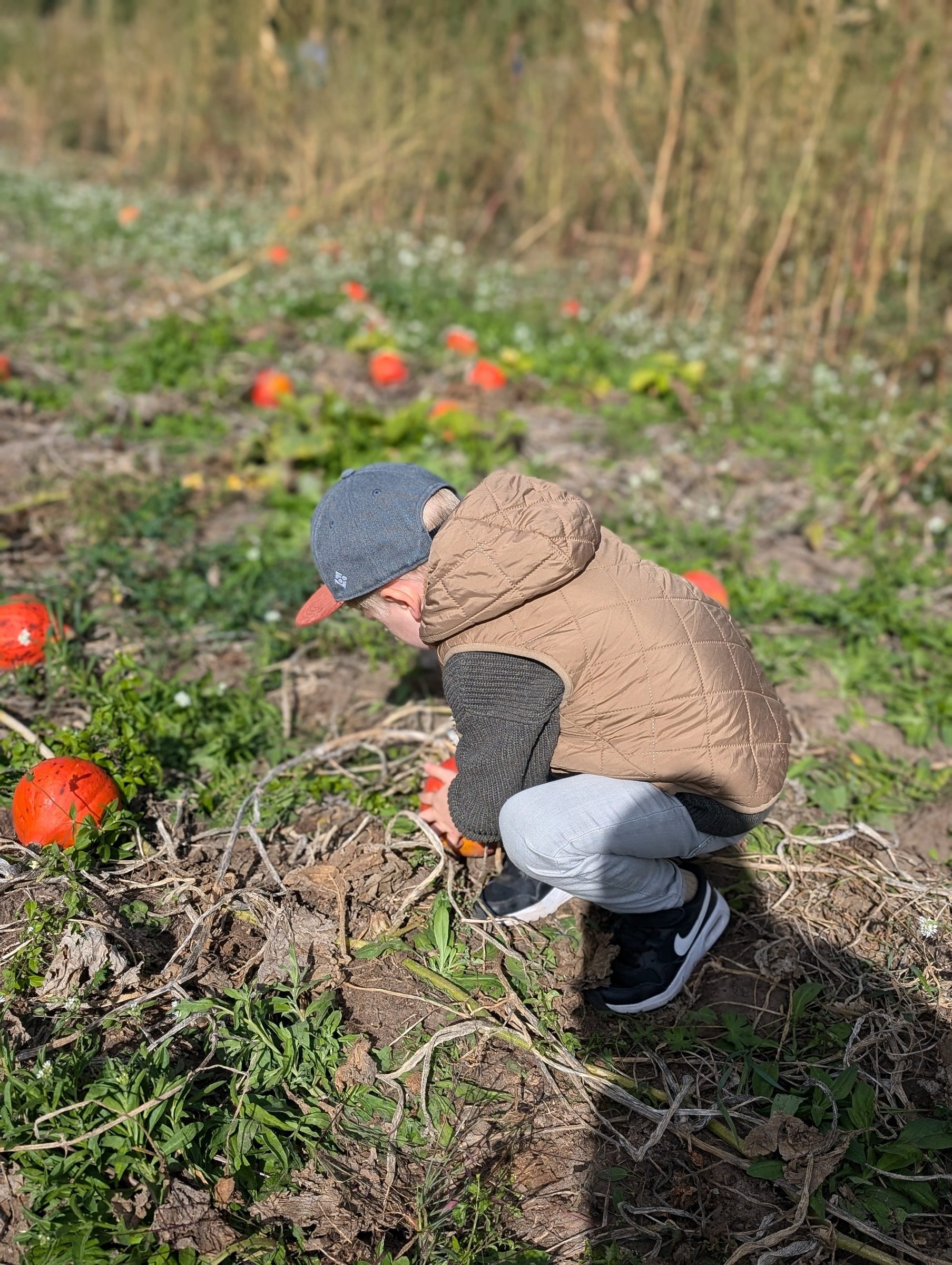 Landwirtschaft mitten in Berlin – Ausflug mit Kindern, Foto 6