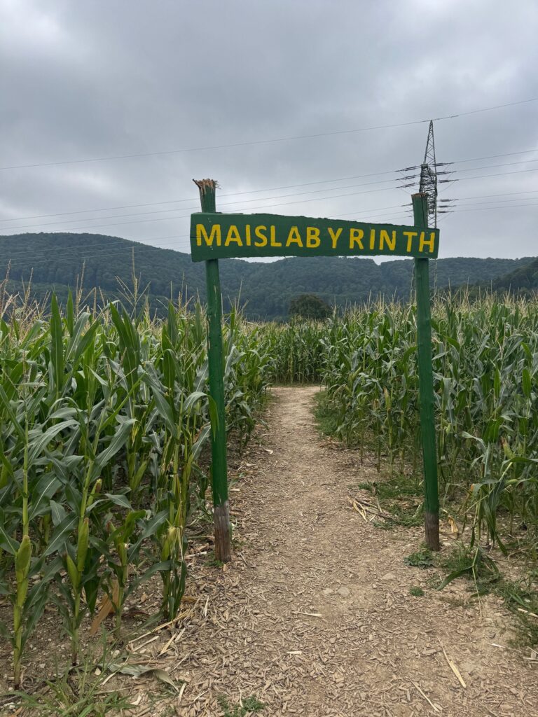 Maislabyrinth Sulzburghof Lenningen