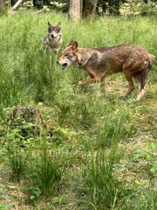 Tierisch nah dran im Wildpark in Isselburg