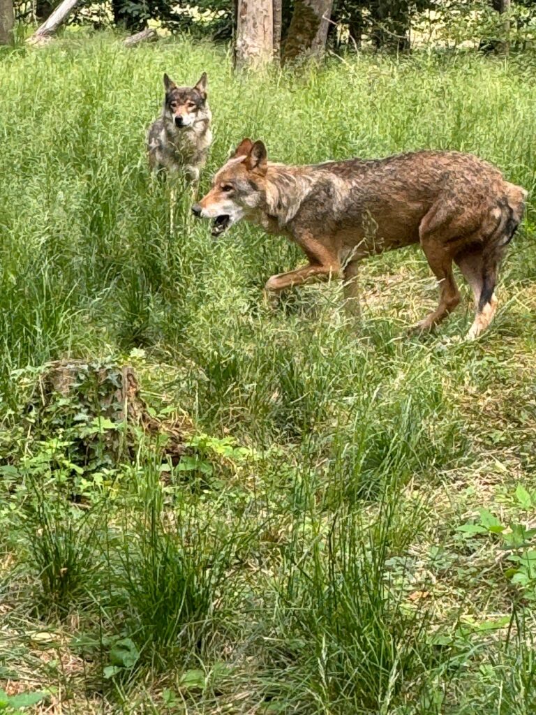 Tierisch nah dran im Wildpark in Isselburg