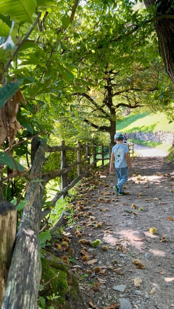 Der Kastanien-Erlebnisweg in Völlan