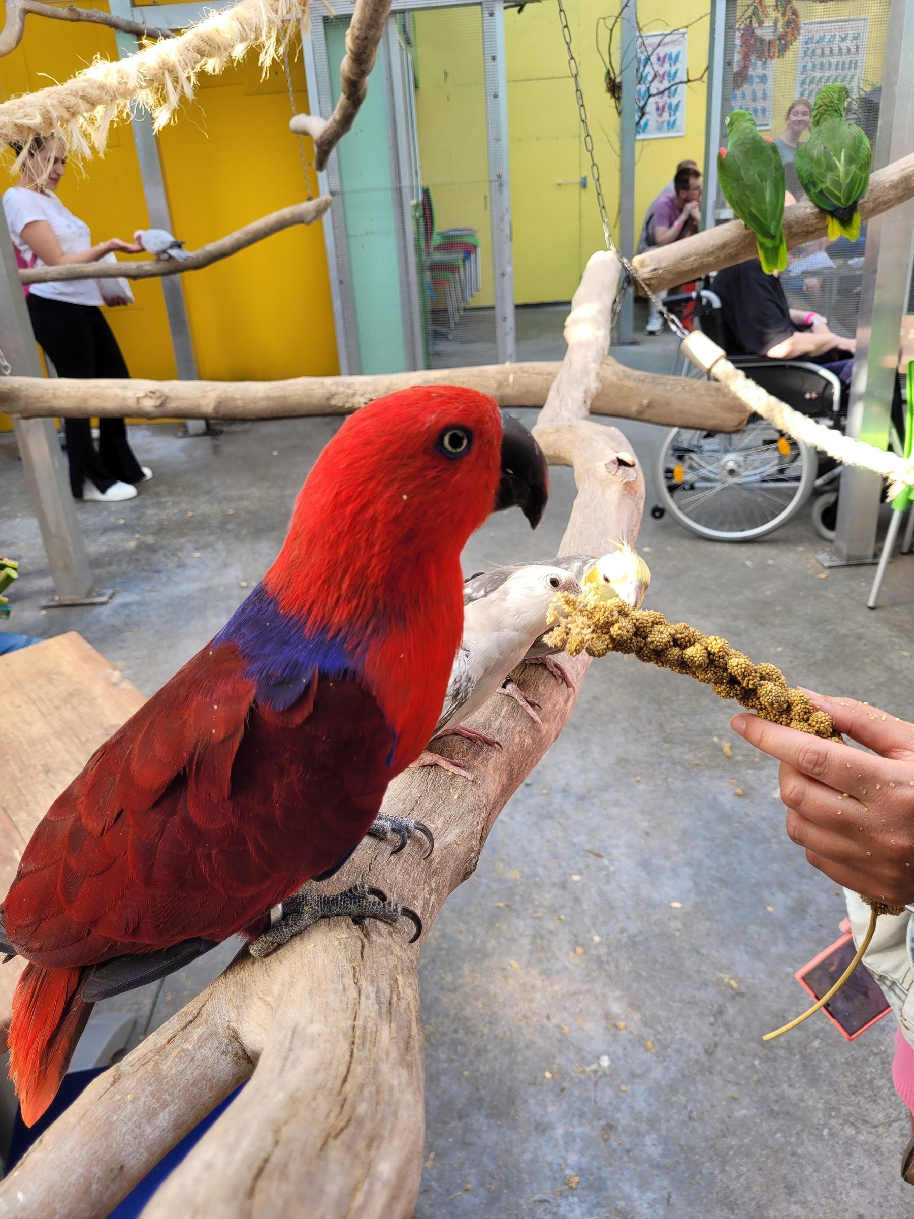 Papageienpark Bochum – Ausflug mit Kindern, Foto 4