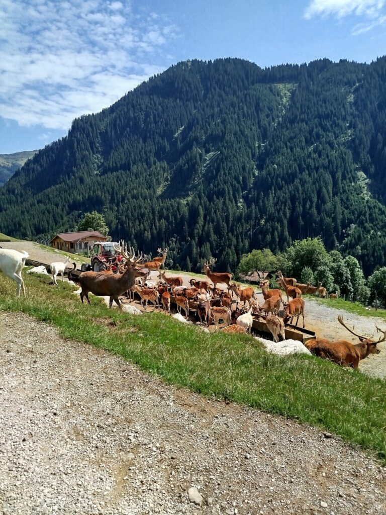 Wildpark Aurach bei Kitzbühel