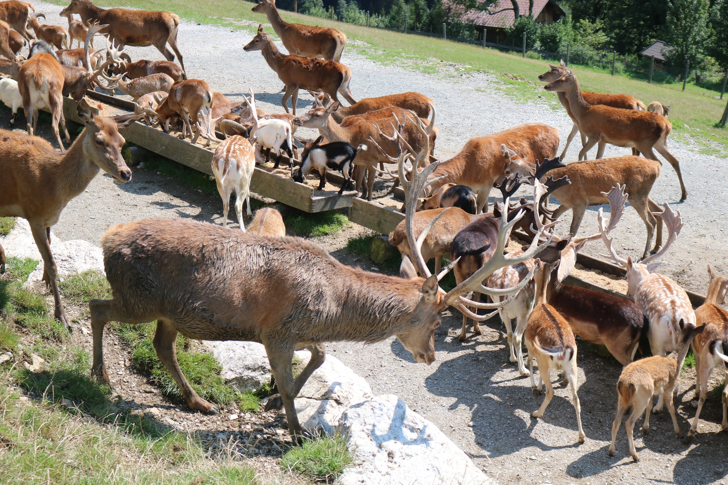 Wildpark Aurach bei Kitzbühel – Ausflug mit Kindern, Foto 4