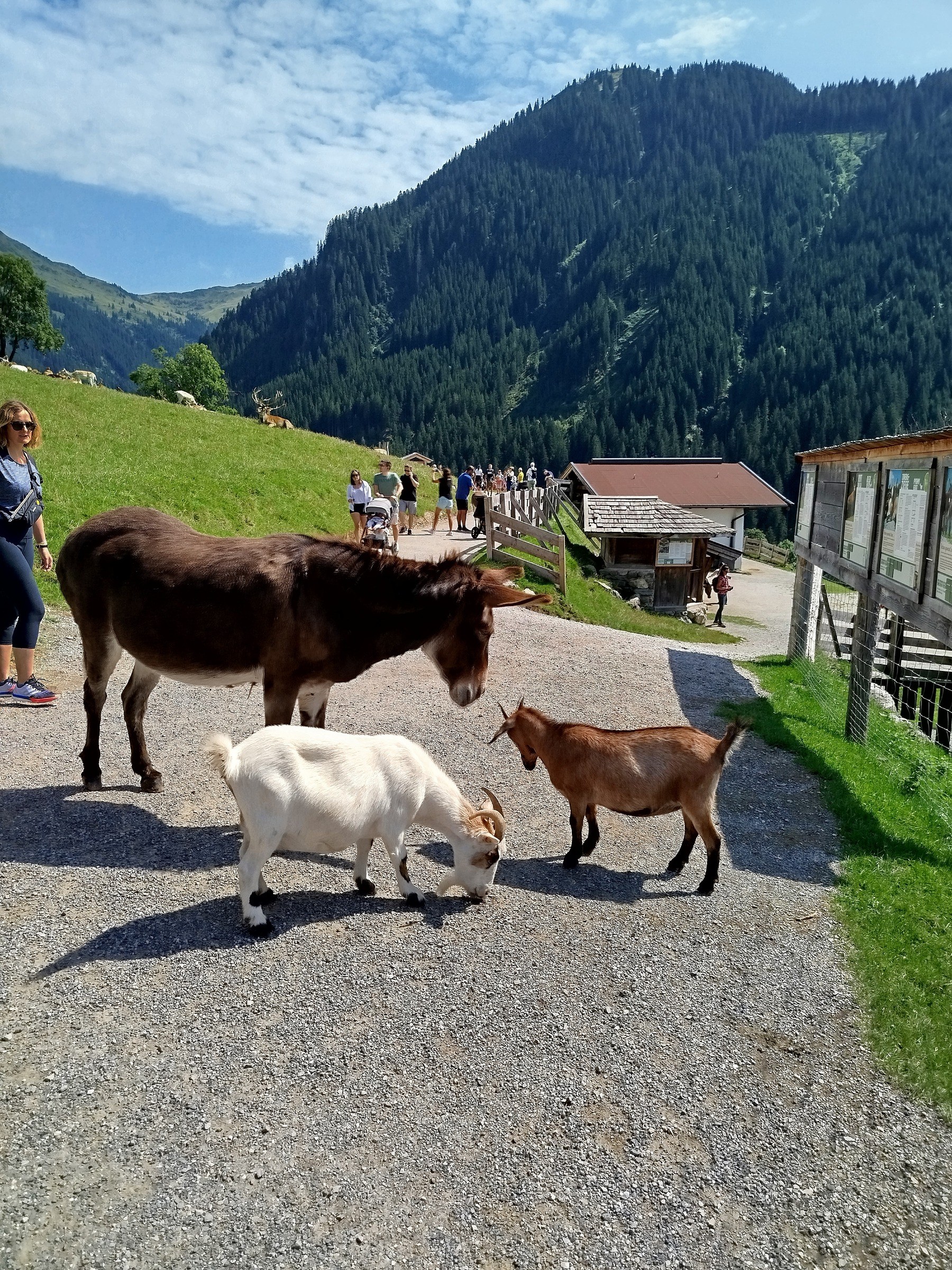 Wildpark Aurach bei Kitzbühel – Ausflug mit Kindern, Foto 5