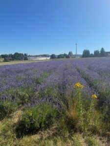 Lavendelduft & Naturgenuss in Lage