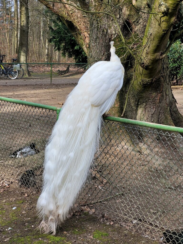 Wildpark Tannenbusch