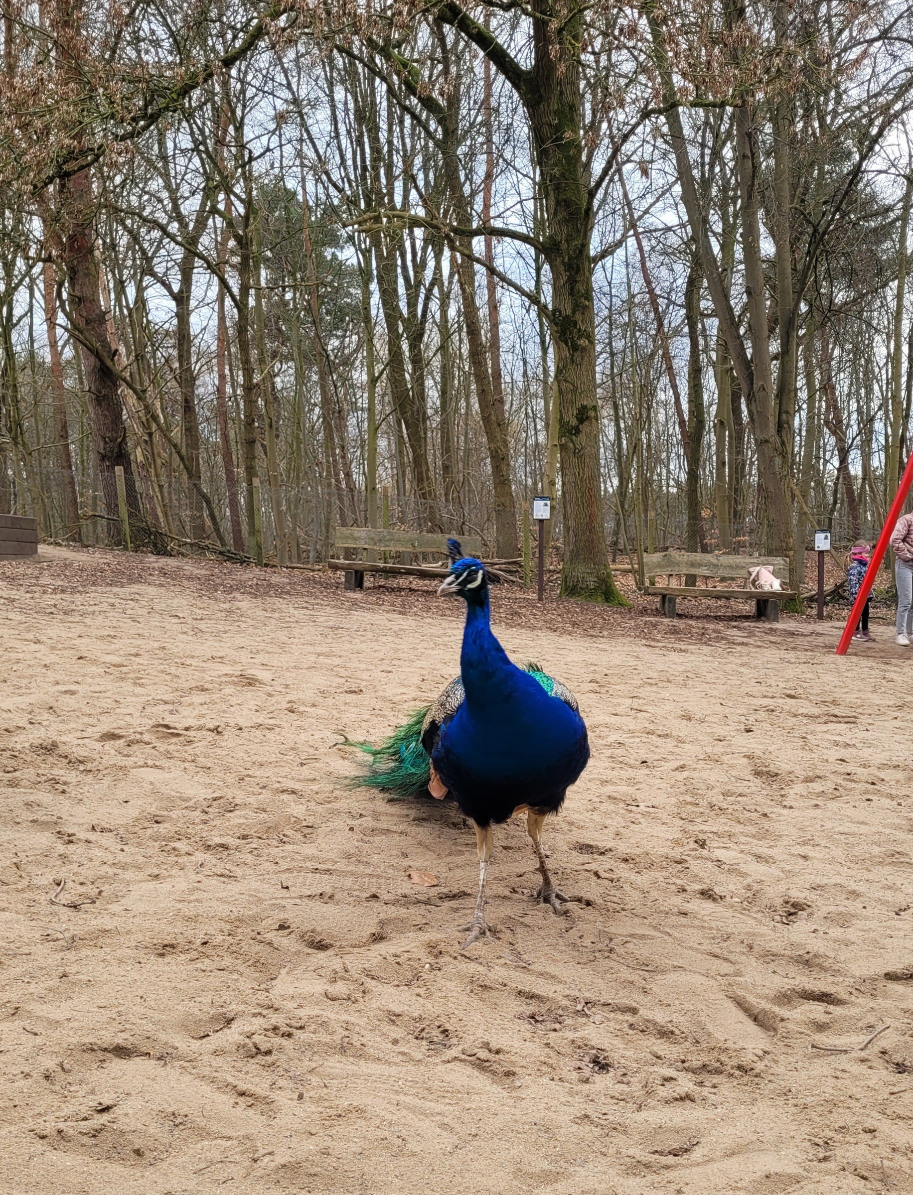 Wildpark Tannenbusch – Ausflug mit Kindern, Foto 4